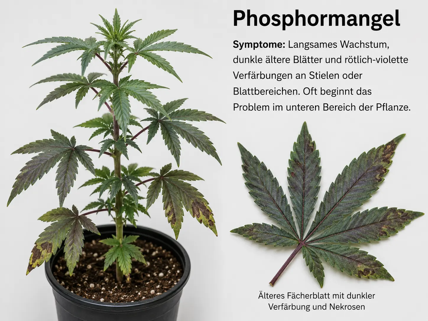Cannabispflanze mit Phosphormangel: dunkle ältere Blätter mit rötlich-violetten Verfärbungen an Stielen und Blattbereichen sowie verlangsamtem Wachstum.