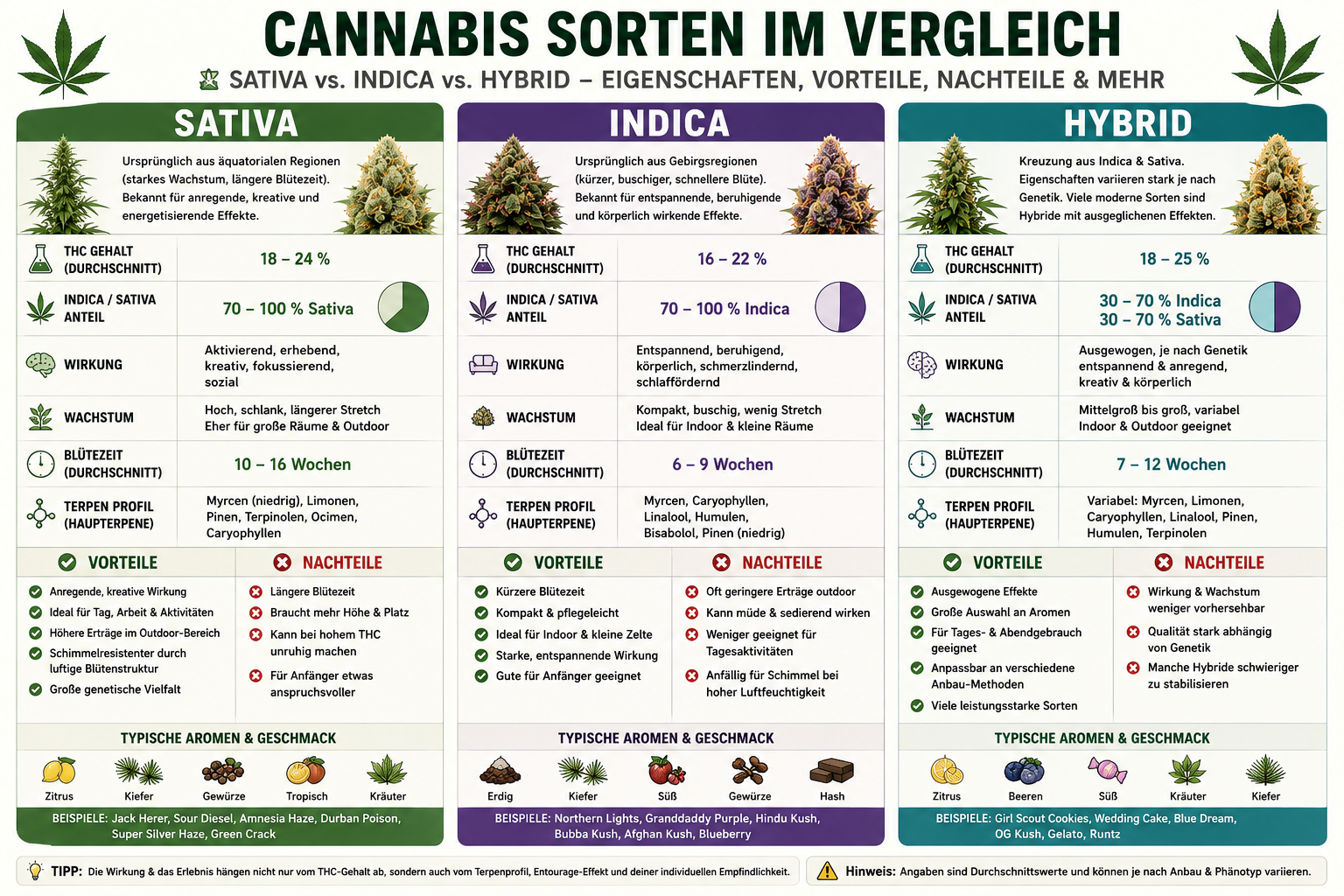 Großes deutschsprachiges Infografik-Schaubild zum Vergleich von Cannabis-Sorten: Sativa, Indica und Hybrid. Das Schema erklärt Unterschiede bei THC-Gehalt, Indica-/Sativa-Anteil, Wirkung, Wachstum, Blütezeit und typischem Terpenprofil. Die Sativa-Spalte beschreibt hohe, schlanke Pflanzen mit längerer Blütezeit, aktivierender Wirkung und typischen Aromen wie Zitrus, Kiefer und tropischen Noten. Die Indica-Spalte zeigt kompakte, buschige Pflanzen mit kürzerer Blütezeit, entspannender Wirkung und erdigen, süßen oder hashigen Aromen. Die Hybrid-Spalte erklärt moderne Kreuzungen aus Indica und Sativa mit ausgewogenen Eigenschaften, variablen Terpenprofilen und flexibler Indoor- und Outdoor-Eignung. Zusätzlich enthält das Bild Vor- und Nachteile der jeweiligen Genetik, typische Beispiele bekannter Strains sowie Hinweise zu Anfängerfreundlichkeit, Wachstum und Aroma