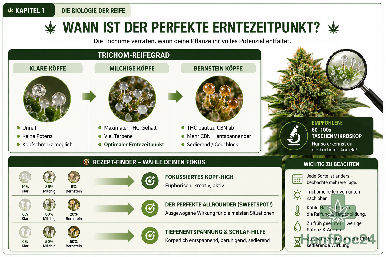 Die Biologie der ReifeDieses Dashboard visualisiert den optimalen Erntezeitpunkt basierend auf dem Reifegrad der Trichome. Es zeigt die Transformation von klaren zu milchigen und schließlich bernsteinfarbenen Köpfen sowie den "Rezept-Finder" für die gewünschte Wirkung.