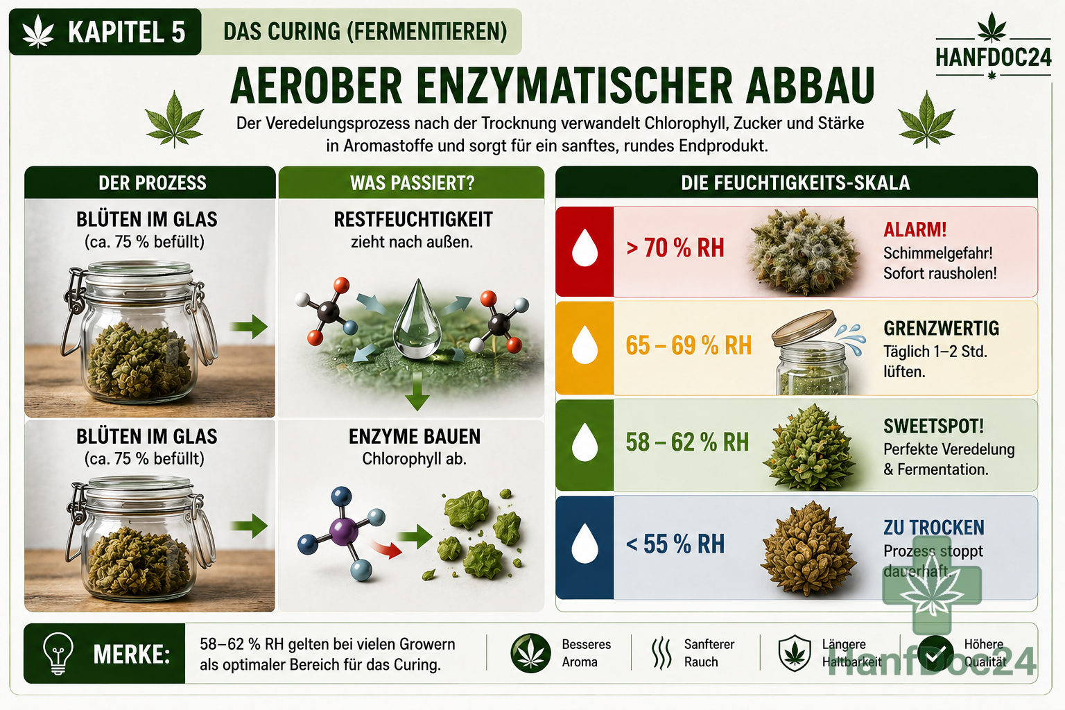 Das Curing (Fermentieren)
Dieses Infografik-Board visualisiert den Prozess der Veredelung. Es erklärt den 'Aeroben Enzymatischen Abbau' und bietet eine klare, farbcodierte Feuchtigkeits-Skala, damit der Leser genau weiß, wann Schimmelgefahr besteht oder der Sweetspot für die Fermentation erreicht ist.
