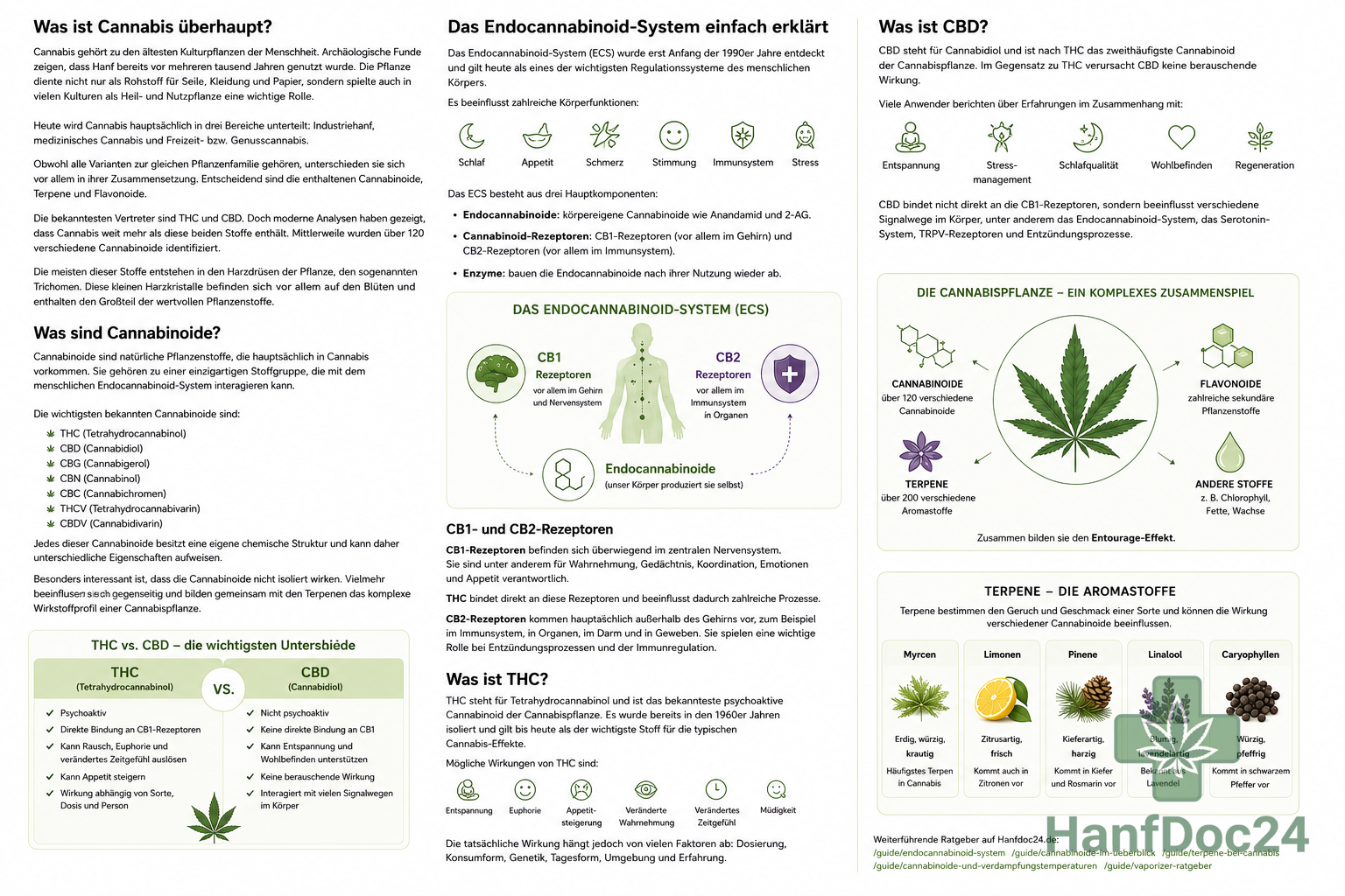 Endocannabinoid-System einfach erklärt