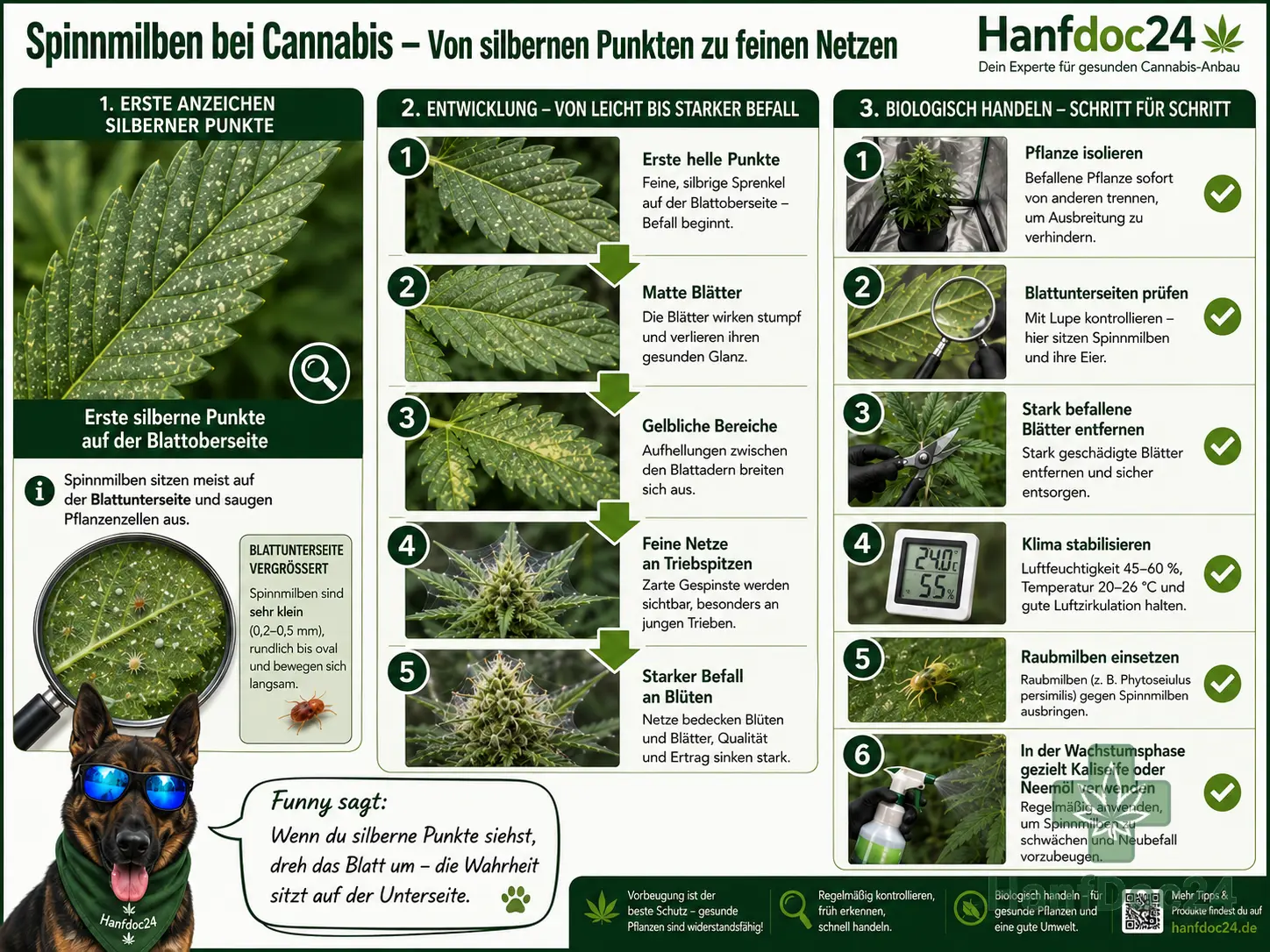 Spinnmilben bei Cannabis erkennen – Hanfdoc24 Schaubild zu silbernen Punkten, Blattunterseiten, feinen Netzen, Raubmilben, Kaliseife, Neemöl und biologischer Bekämpfung