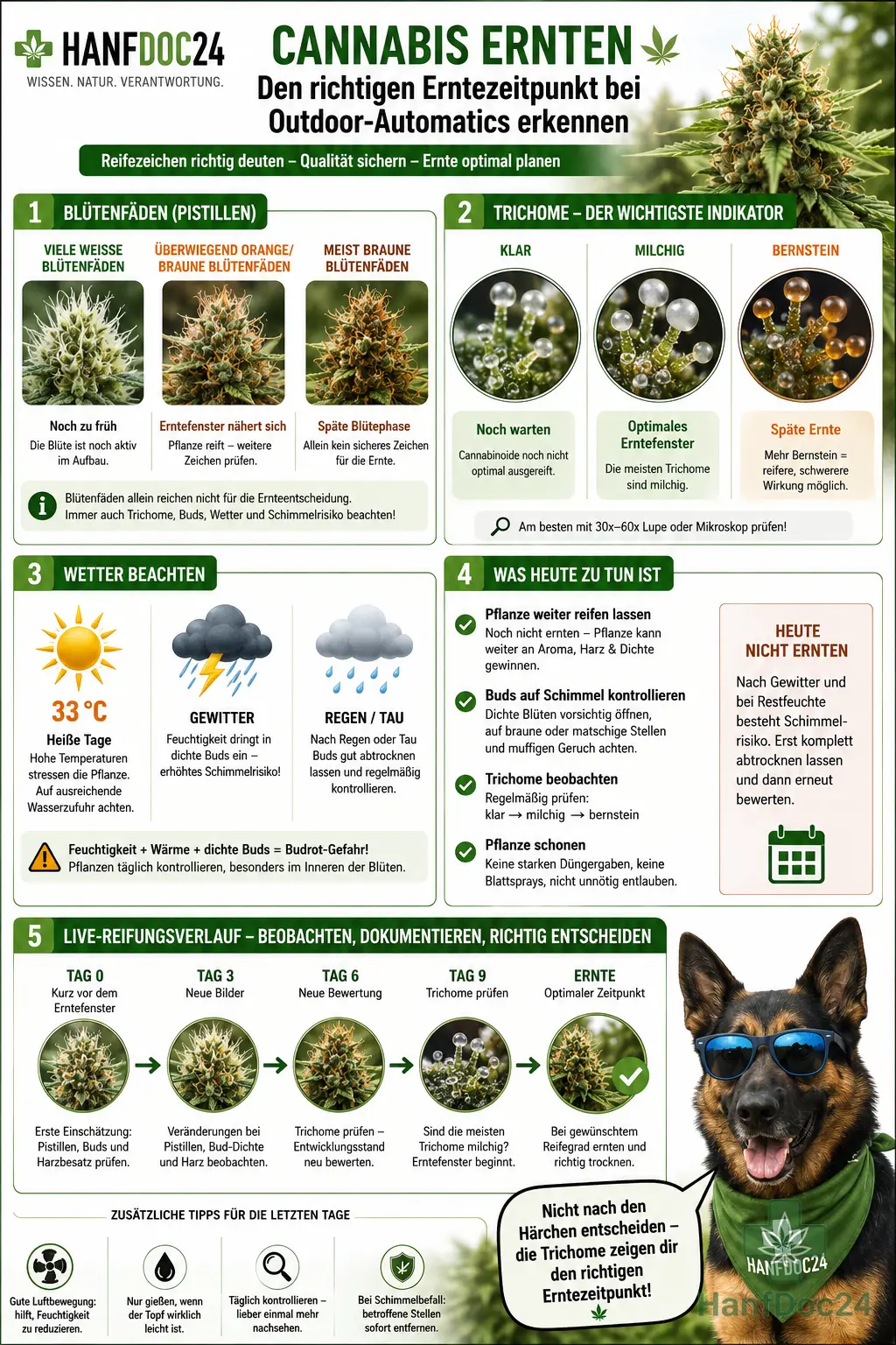 Hanfdoc24-Infografik zum Erntezeitpunkt bei Outdoor-Automatics mit den wichtigsten Reifezeichen: weiße und braune Blütenfäden, klare, milchige und bernsteinfarbene Trichome, Wettereinflüsse wie Sonne und Gewitter, Schimmelkontrolle sowie eine Reifungs-Zeitleiste. Unten rechts gibt Funny, der schwarz-braune Schäferhund mit blauer Sonnenbrille und grünem Hanfdoc24-Halstuch, den Tipp: „Nicht nach den Härchen entscheiden – die Trichome zeigen dir den richtigen Erntezeitpunkt.