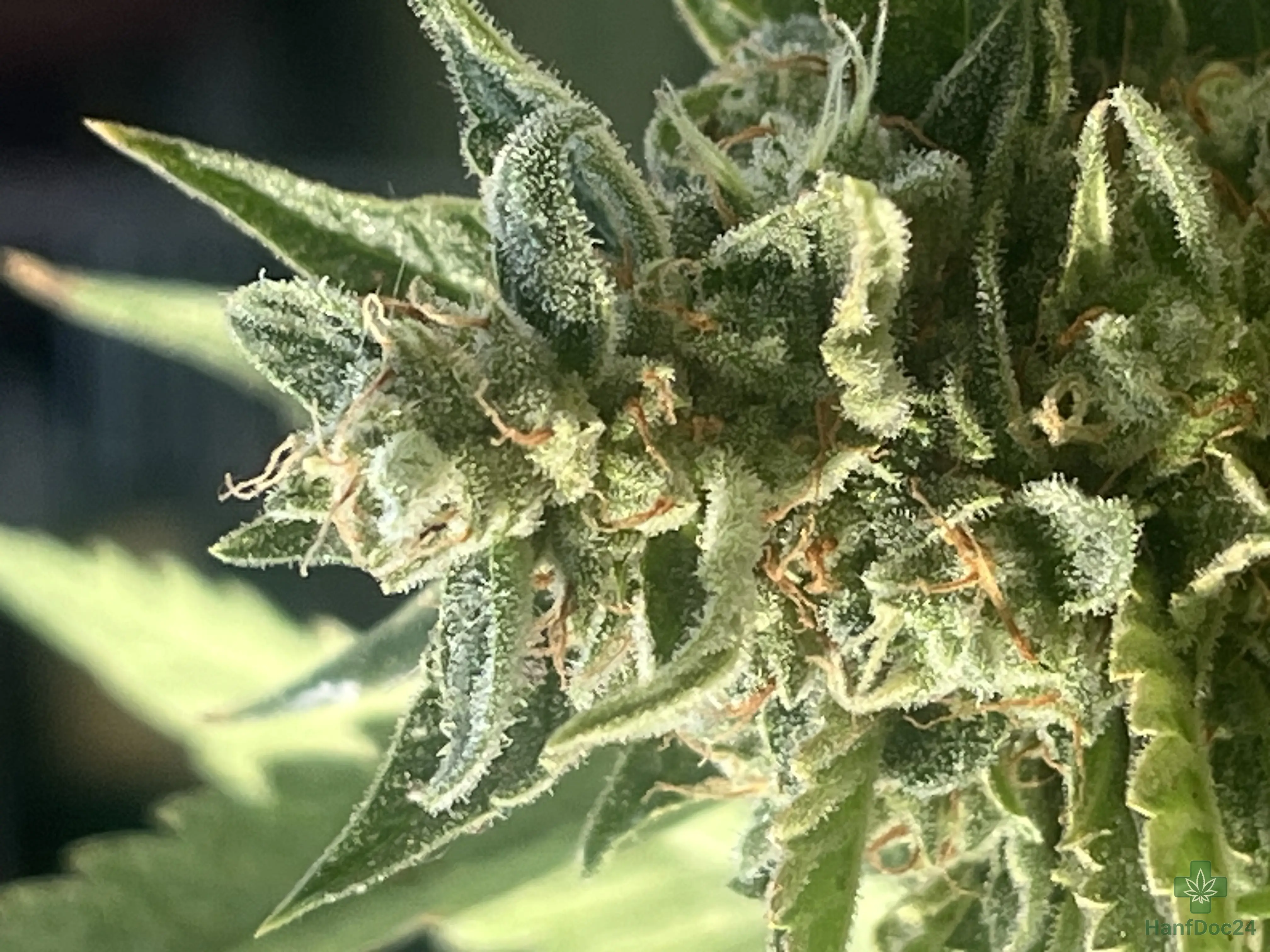 Makroaufnahme einer reifenden Cannabisblüte (Bud) im späten Stadium der Blütephase. Die Blüte und die umliegenden Zuckerblätter sind dicht mit glitzernden, frostigen Trichomen bedeckt. Ein Großteil der Blütenfäden (Pistillen) ist bereits orange-braun gefärbt, während vereinzelt noch weiße Härchen zu sehen sind.