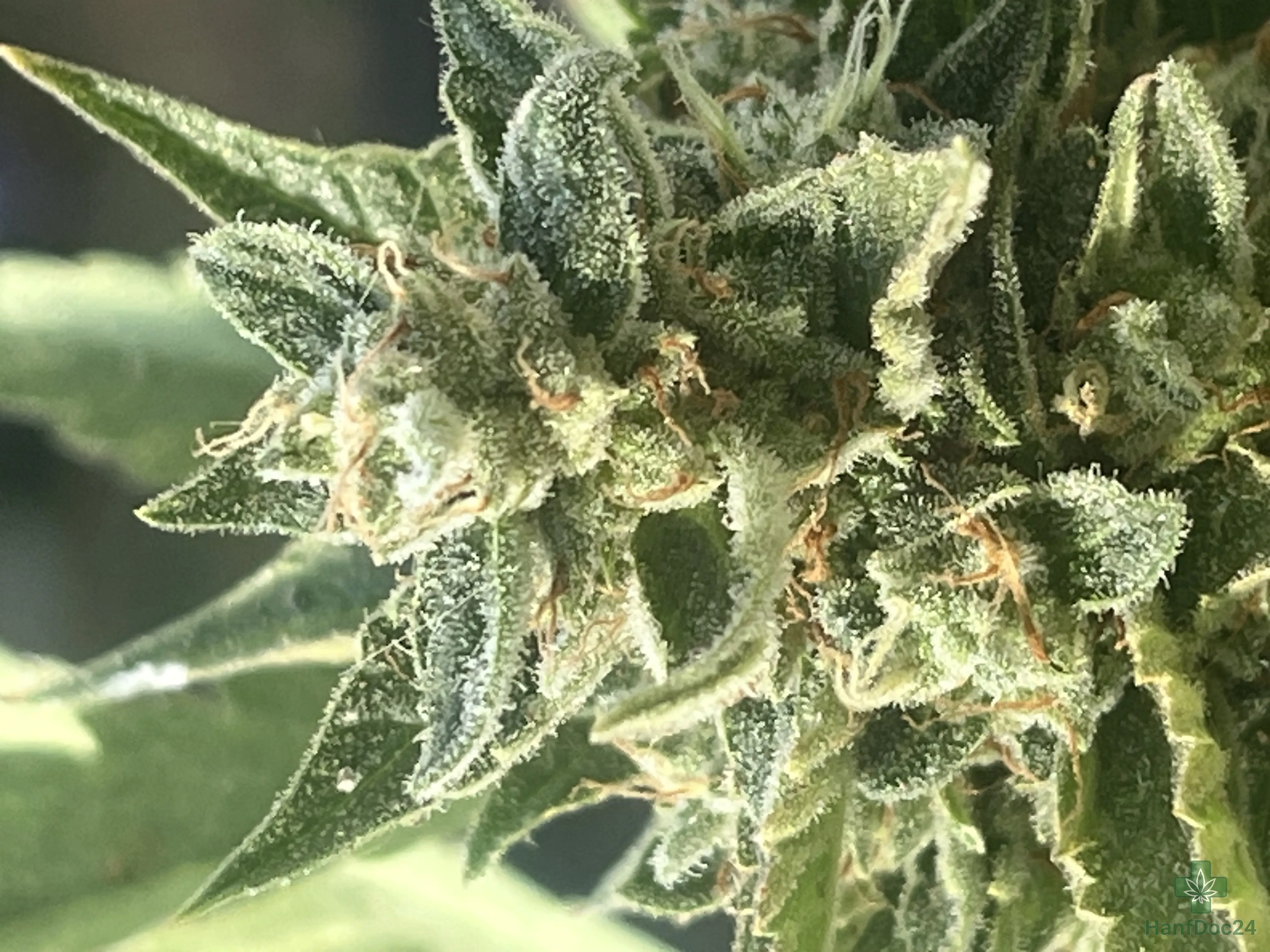 Nahaufnahme einer reifenden Cannabisblüte im natürlichen Licht. Die hellgrüne Blüte und die umliegenden Blätter sind vollständig mit einer dichten, frostigen Schicht glitzernder Trichome überzogen. Die feinen Blütenhärchen (Pistillen) sind größtenteils dunkelorange gefärbt und gekräuselt.