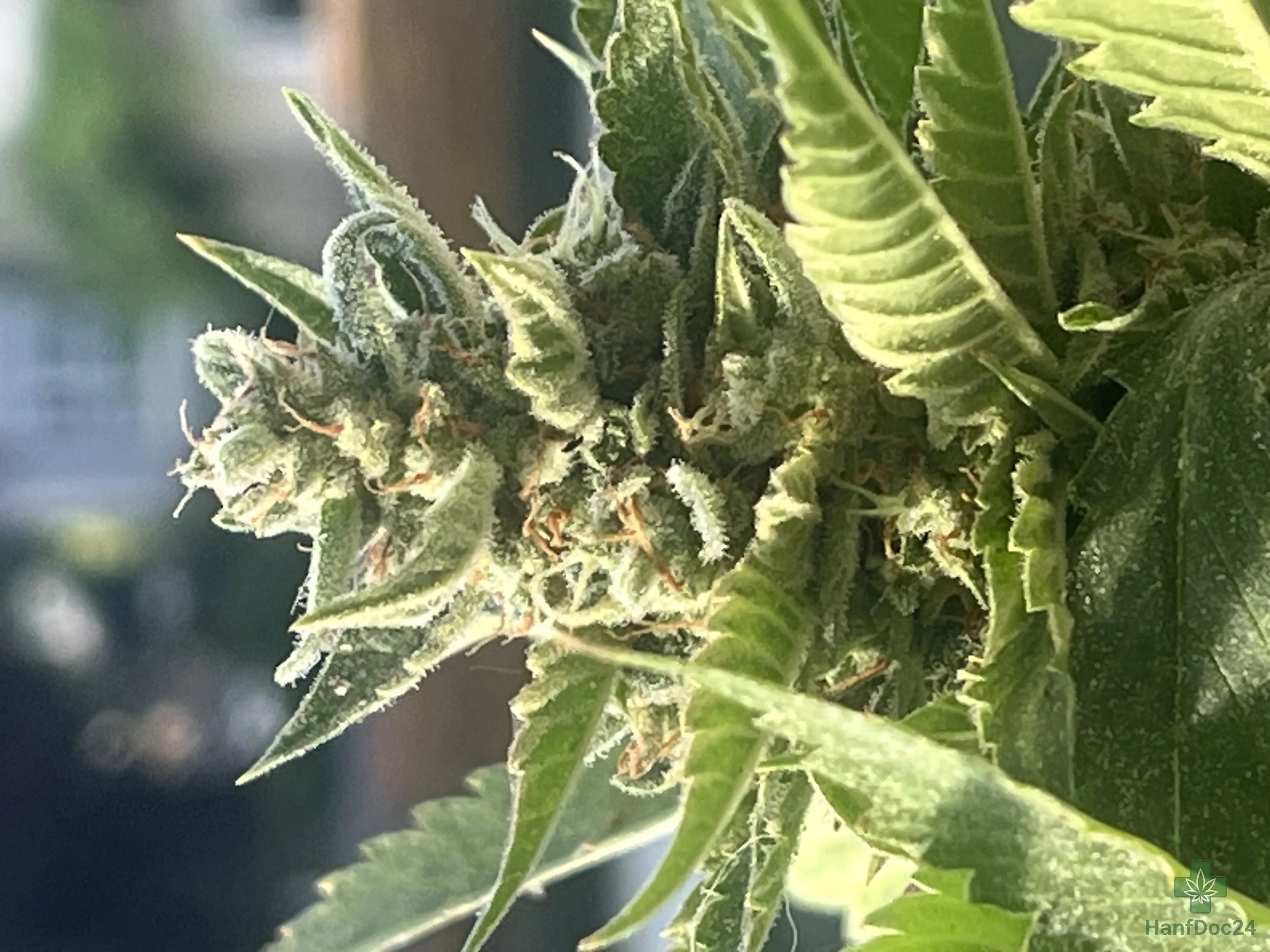Nahaufnahme einer reifenden Cannabisblüte im natürlichen Licht. Die hellgrüne Blüte und die umliegenden Blätter sind vollständig mit einer dichten, frostigen Schicht glitzernder Trichome überzogen. Die feinen Blütenhärchen (Pistillen) sind größtenteils dunkelorange gefärbt und gekräuselt.