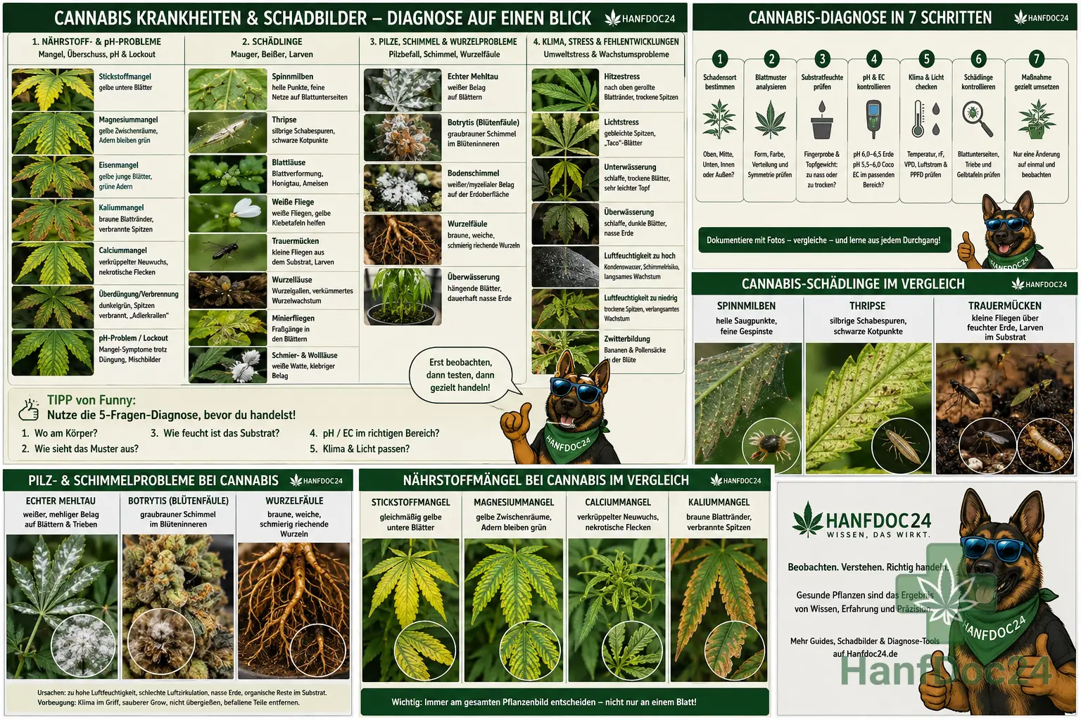 Übersicht typischer Cannabis-Krankheiten und Schadbilder: gelbe Blätter durch Nährstoffmangel, braune Flecken, Echter Mehltau, Botrytis, Spinnmilben, Thripse, Trauermücken, Wurzelfäule sowie Hitze-, Licht- und Wasserstress.