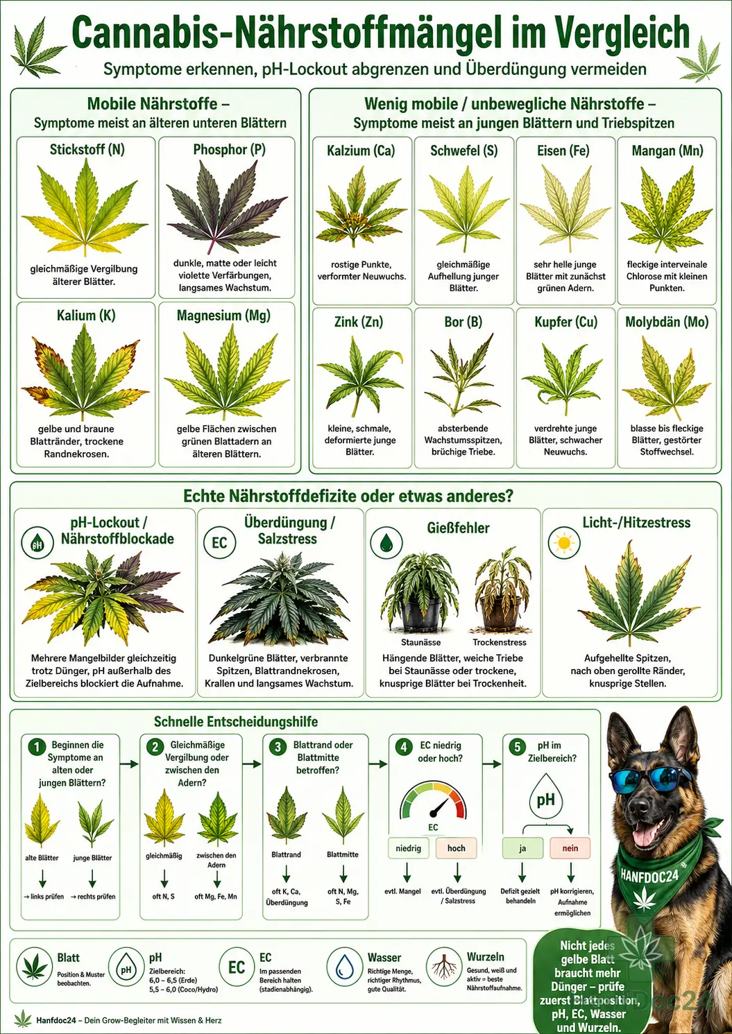 Übersicht typischer Cannabis-Nährstoffmängel mit Stickstoff-, Phosphor-, Kalium-, Kalzium-, Magnesium-, Schwefel-, Eisen-, Mangan-, Zink-, Bor-, Kupfer- und Molybdänmangel sowie pH-Lockout und Überdüngung.