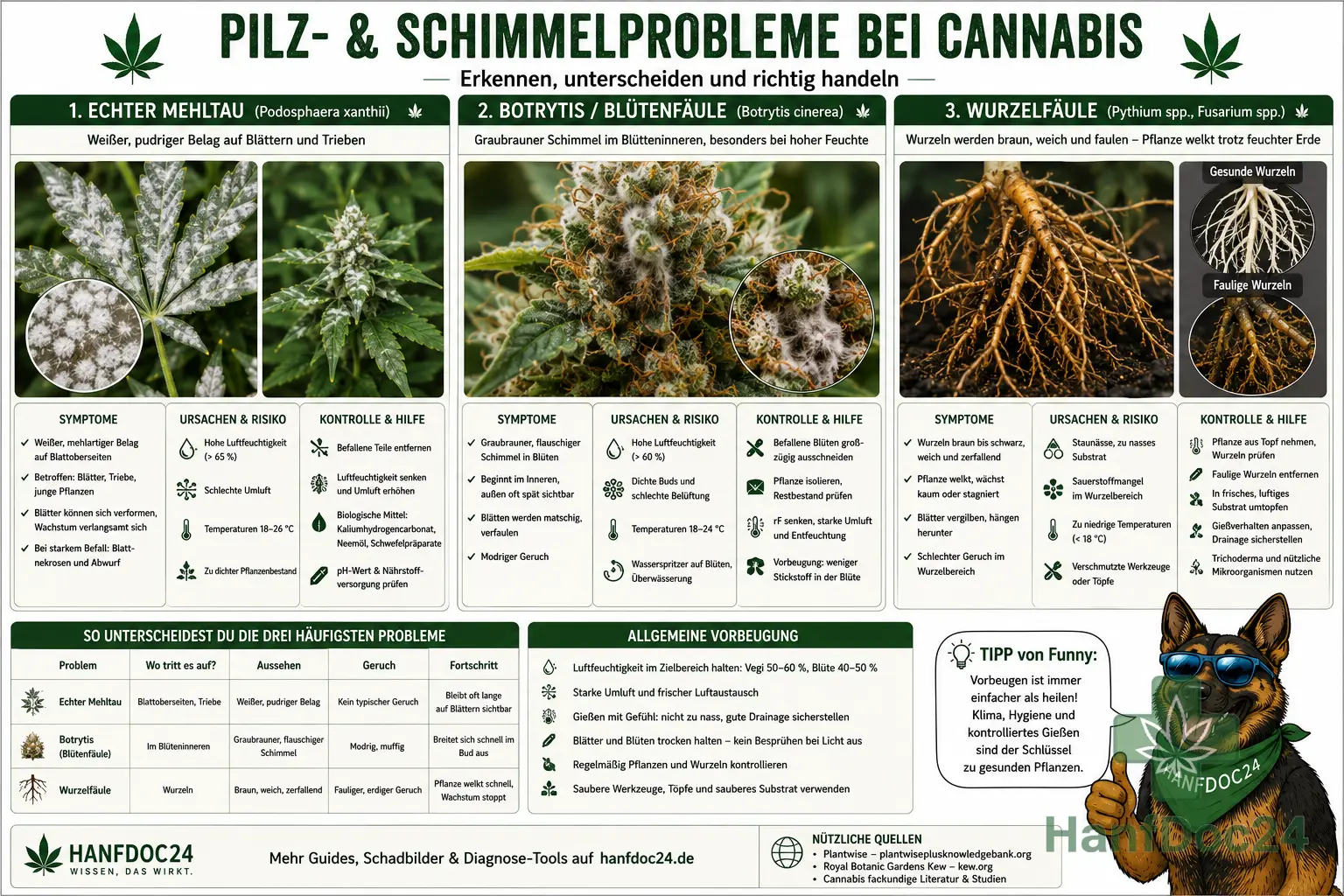 Pilzprobleme bei Cannabis: weißer Echter Mehltau auf Blättern, graubraune Botrytis im Blüteninneren und weiche braune Wurzeln bei Wurzelfäule.
