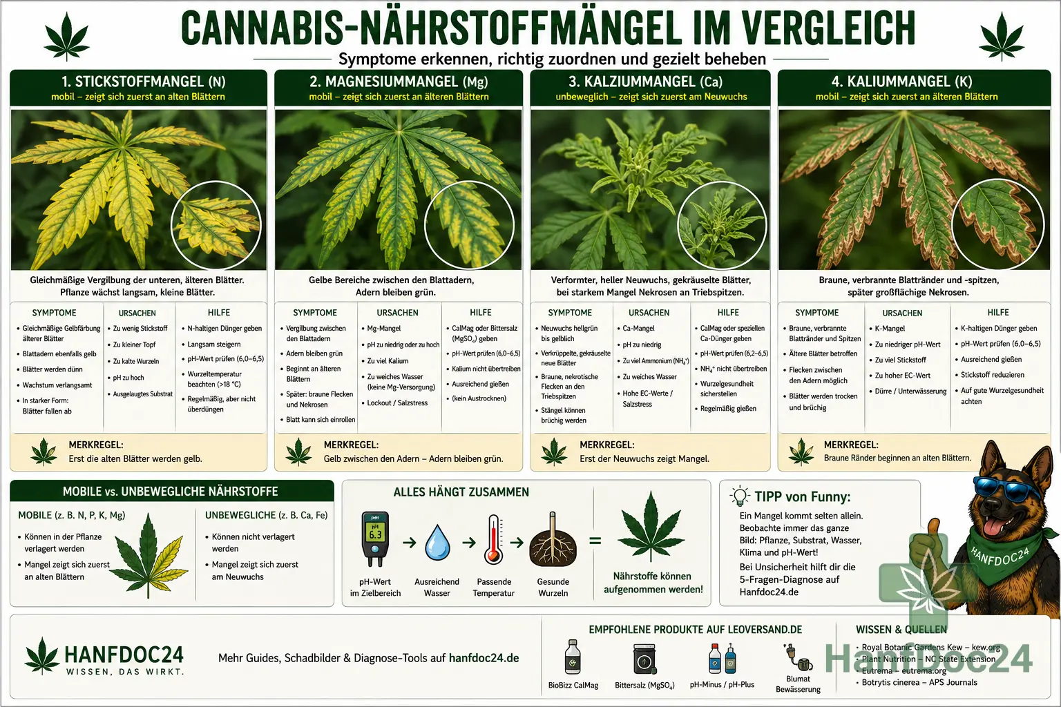 Cannabis-Nährstoffmängel im Vergleich: Stickstoffmangel mit gelben unteren Blättern, Magnesiummangel zwischen grünen Adern, Kalziummangel am Neuwuchs und Kaliummangel an Blatträndern.