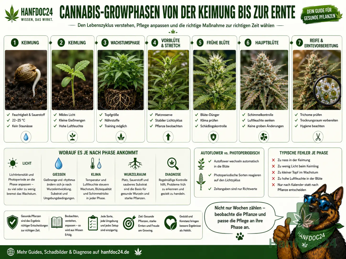 Hanfdoc24-Schautafel zu den Cannabis-Growphasen mit keimendem Samen, Keimling, Wachstumsphase, Vorblüte und Stretch, früher und später Blüte sowie erntereifer Pflanze mit Trichomkontrolle; Funny gibt Tipps zu Licht, Gießen, Klima und Erntevorbereitung.