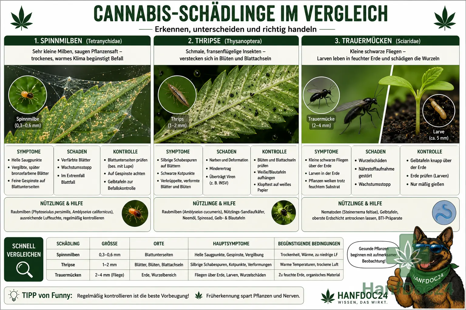 Cannabis-Schädlinge vergleichen: Spinnmilben mit hellen Saugpunkten und Netzen, Thripse mit silbrigen Schabespuren und Kotpunkten sowie Trauermücken über feuchter Erde.