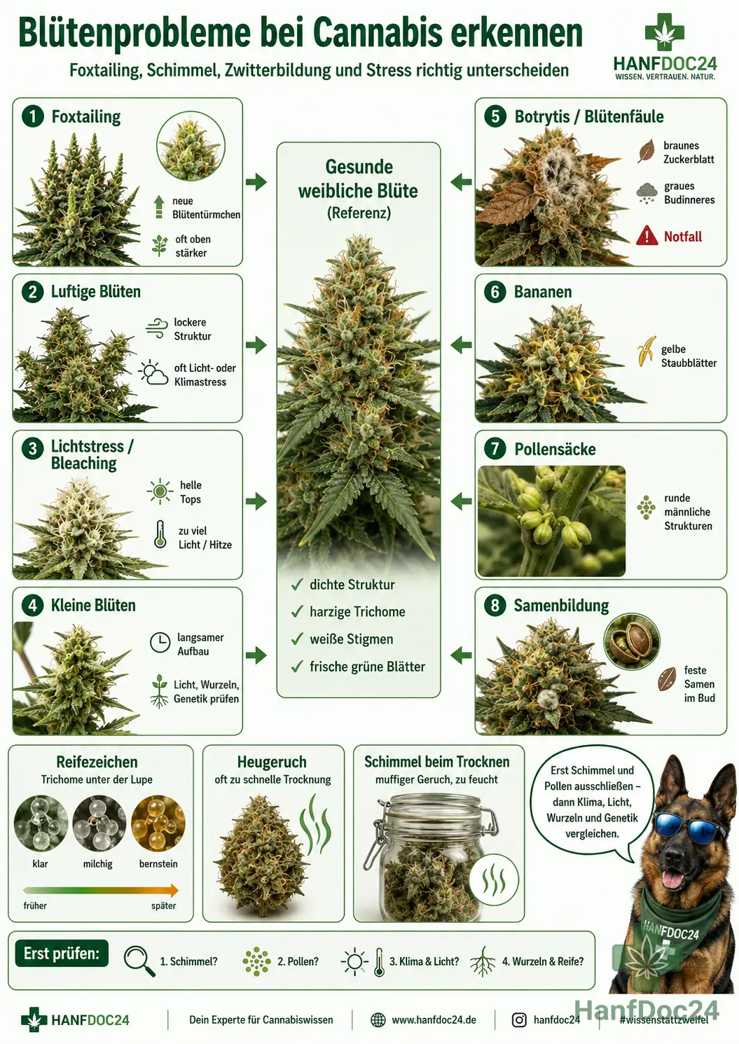 Hanfdoc24-Schautafel zu Cannabis-Blütenproblemen mit Foxtailing, luftigen Buds, Botrytis, Bananen und Pollensäcken, Samenbildung, Lichtstress, schwachem Harzbesatz und Trocknungsfehlern.