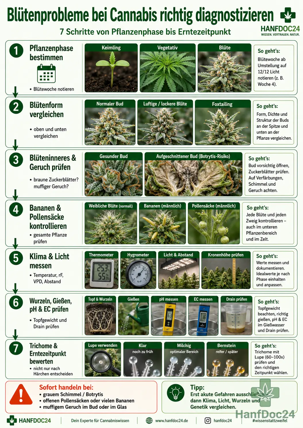 Sieben Schritte zur Diagnose von Cannabis-Blütenproblemen mit Pflanzenphase, Blütenform, Geruch, Botrytis-Kontrolle, Bananen und Pollensäcken, Klima, Licht, Wurzeln und Erntezeitpunkt.