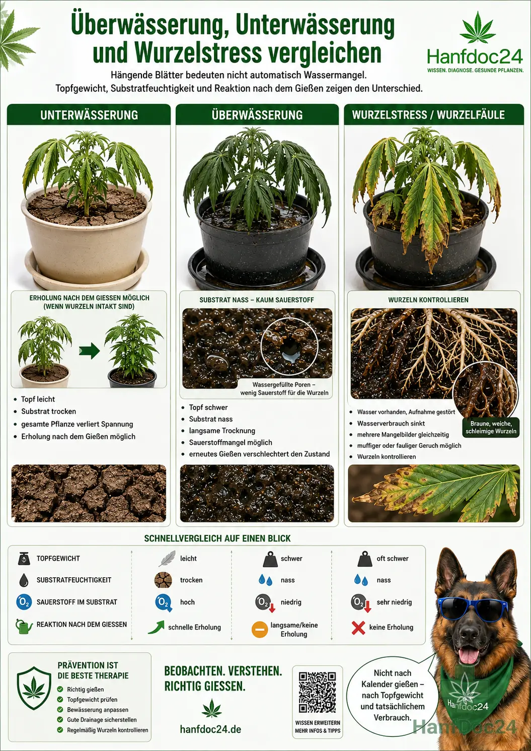 Vergleich von Überwässerung, Unterwässerung und Wurzelstress bei Cannabis mit Topfgewicht, Substratfeuchte, hängenden Blättern, Sauerstoffmangel und Reaktion nach
