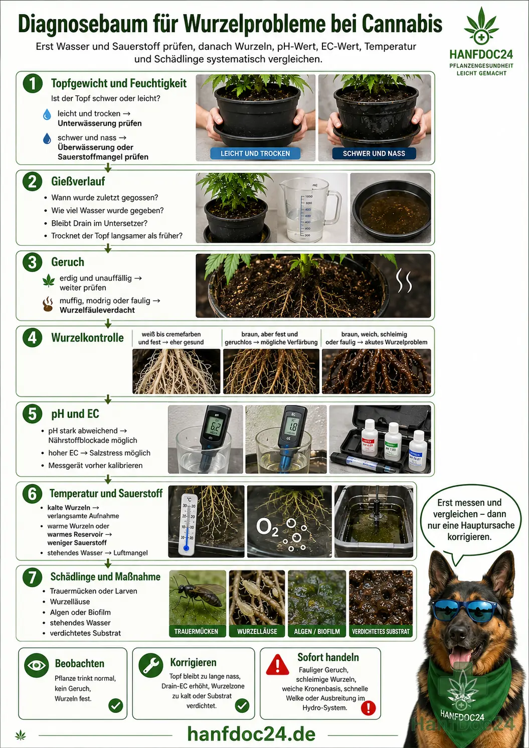Sieben Schritte zur Diagnose von Cannabis-Wurzelproblemen mit Topfgewicht, Substratfeuchte, Gießverlauf, Geruch, Wurzelfarbe, pH, EC, Temperatur, Wurzelläusen und Sofortmaßnahmen.