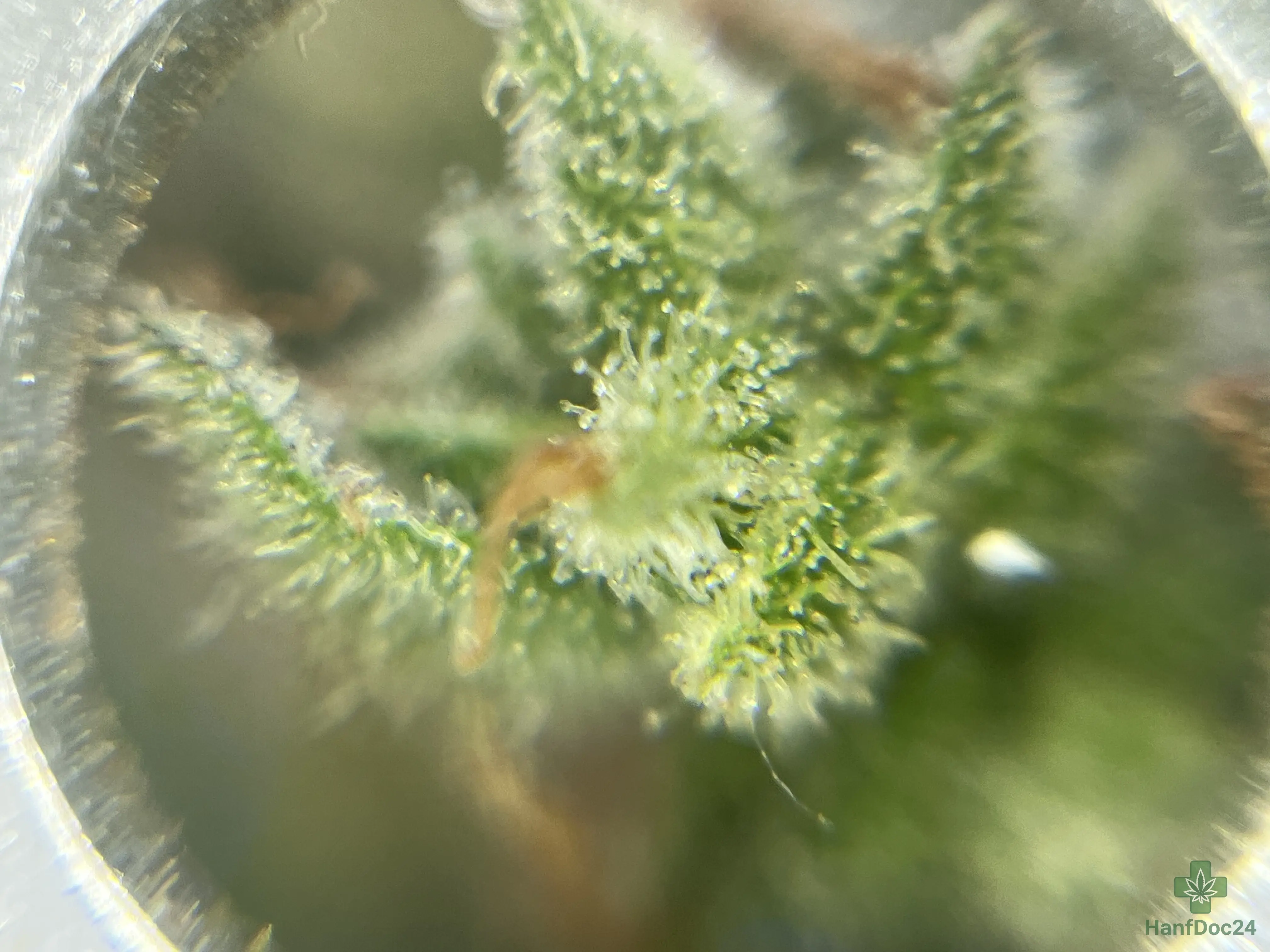 Lupenaufnahme einer reifenden Cannabisblüte am 21.07.2026 mit sichtbaren Trichomen, orangefarbenen Blütenfäden und starkem Harzbesatz.