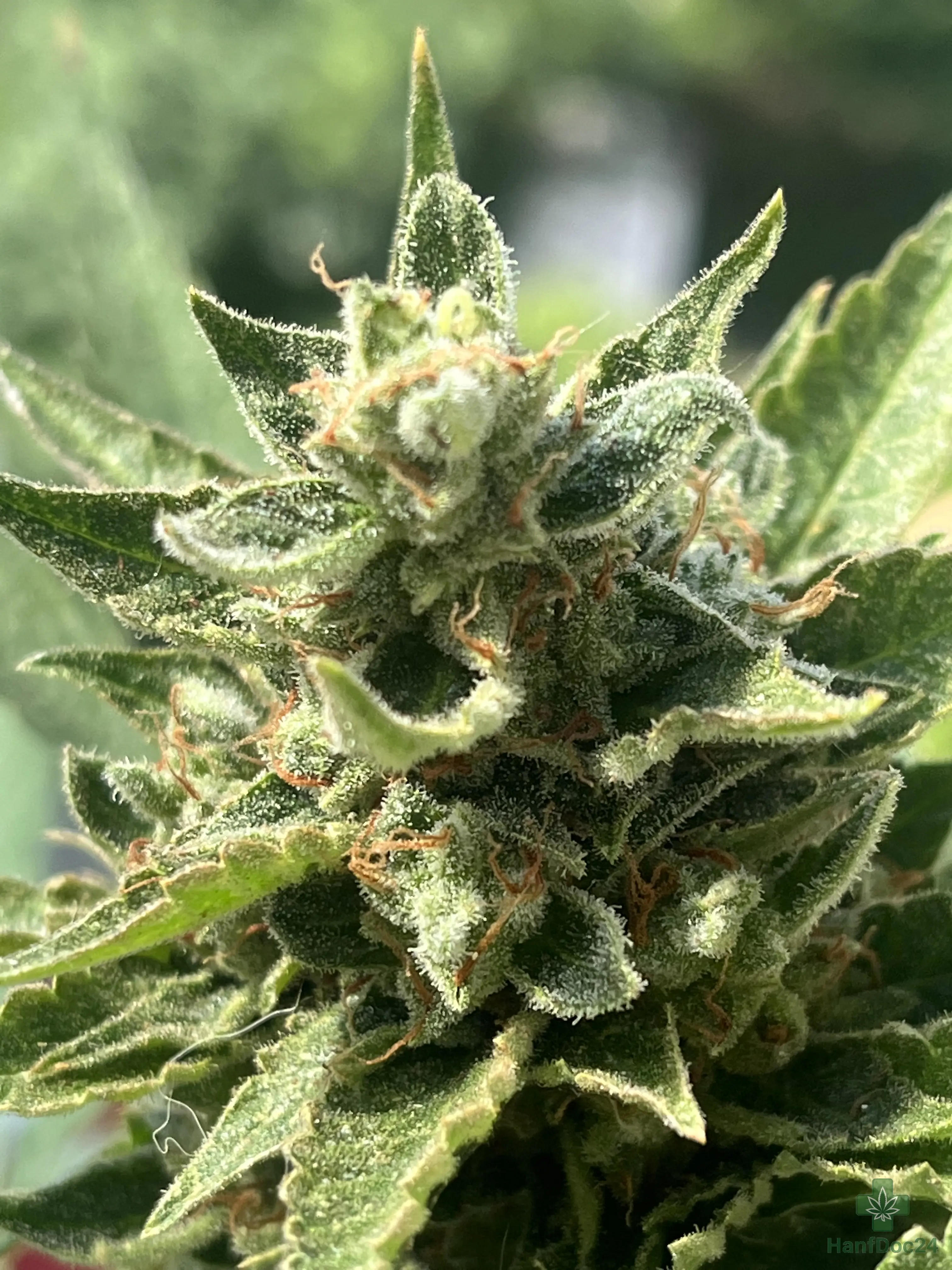 Fast erntereife Outdoor-Automatic-Cannabisblüte mit starkem Harzbesatz, vielen orangefarbenen Blütenfäden und einzelnen hellen Pistillen.