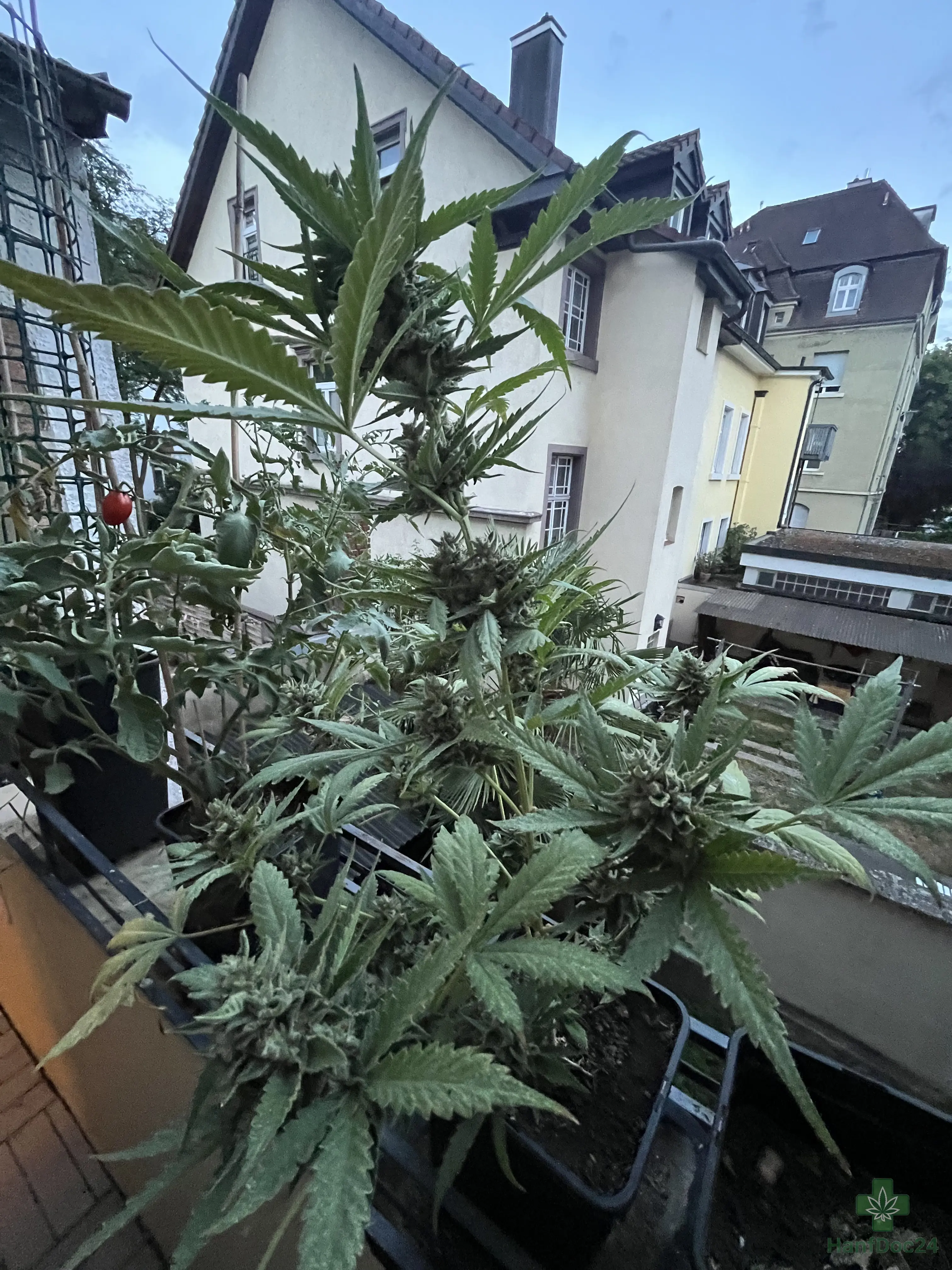 Gesamtansicht einer Outdoor-Automatic am 17.07.2026 zur Beurteilung von Pflanzenzustand, Bud-Verteilung und Reifeunterschieden.