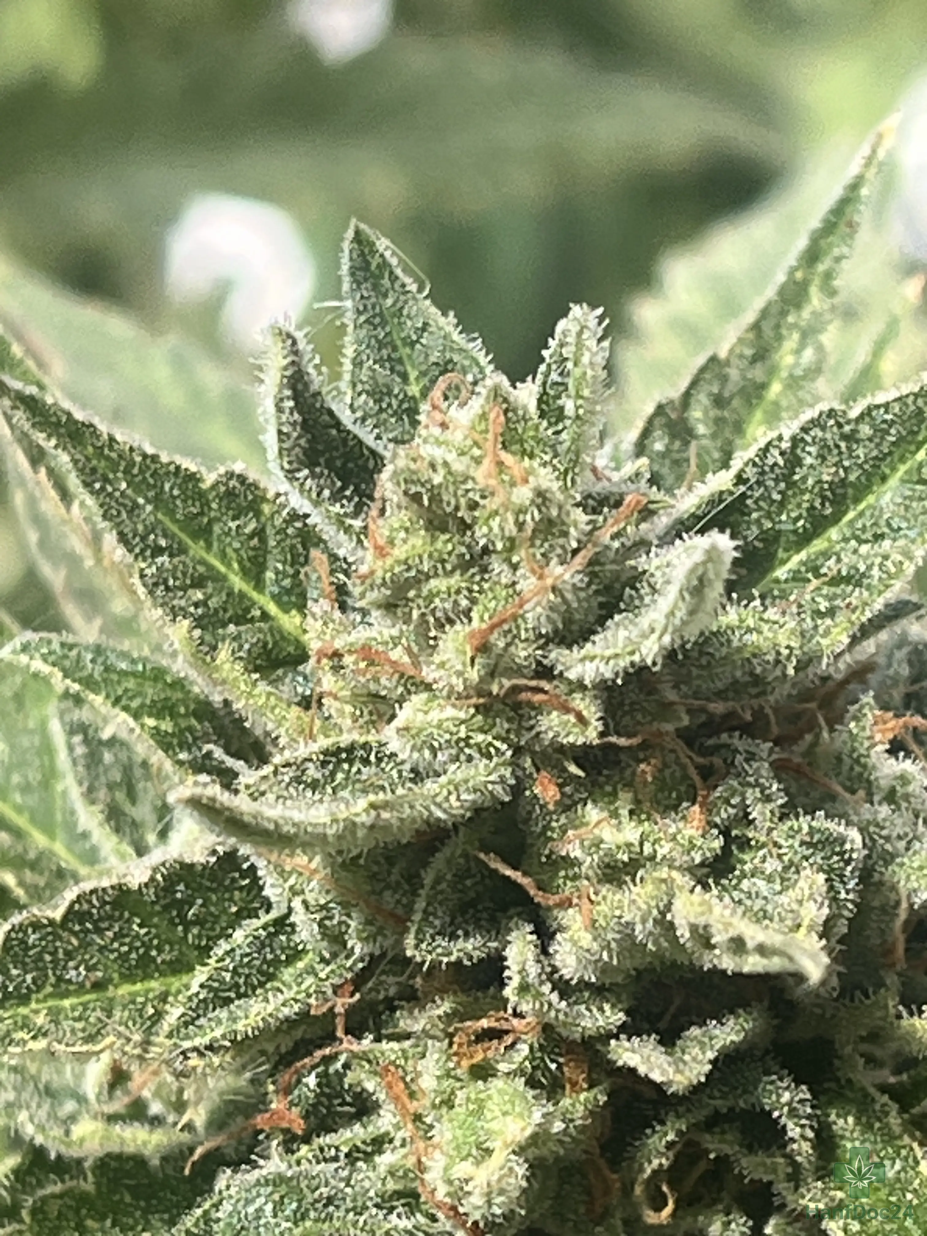 Sehr weit gereifte Outdoor-Automatic-Cannabisblüte am 21.07.2026 mit starkem Harzbesatz, überwiegend orangebraunen Blütenfäden und einzelnen hellen Pistillen.