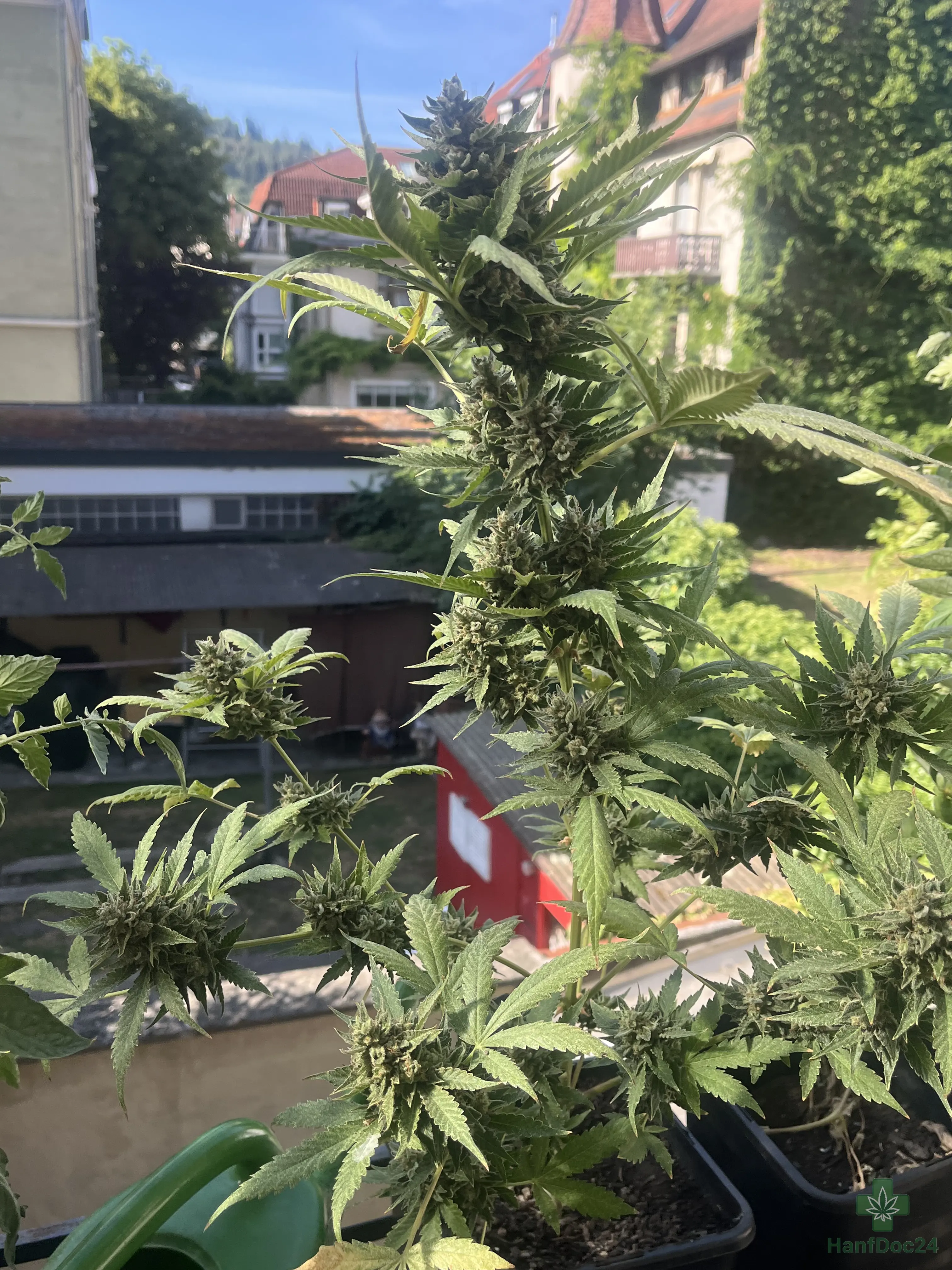 Gesamtansicht einer weit gereiften Outdoor-Automatic am 21.07.2026 zur Beurteilung von Pflanzenzustand, Bud-Verteilung und unterschiedlicher Blütenreife.