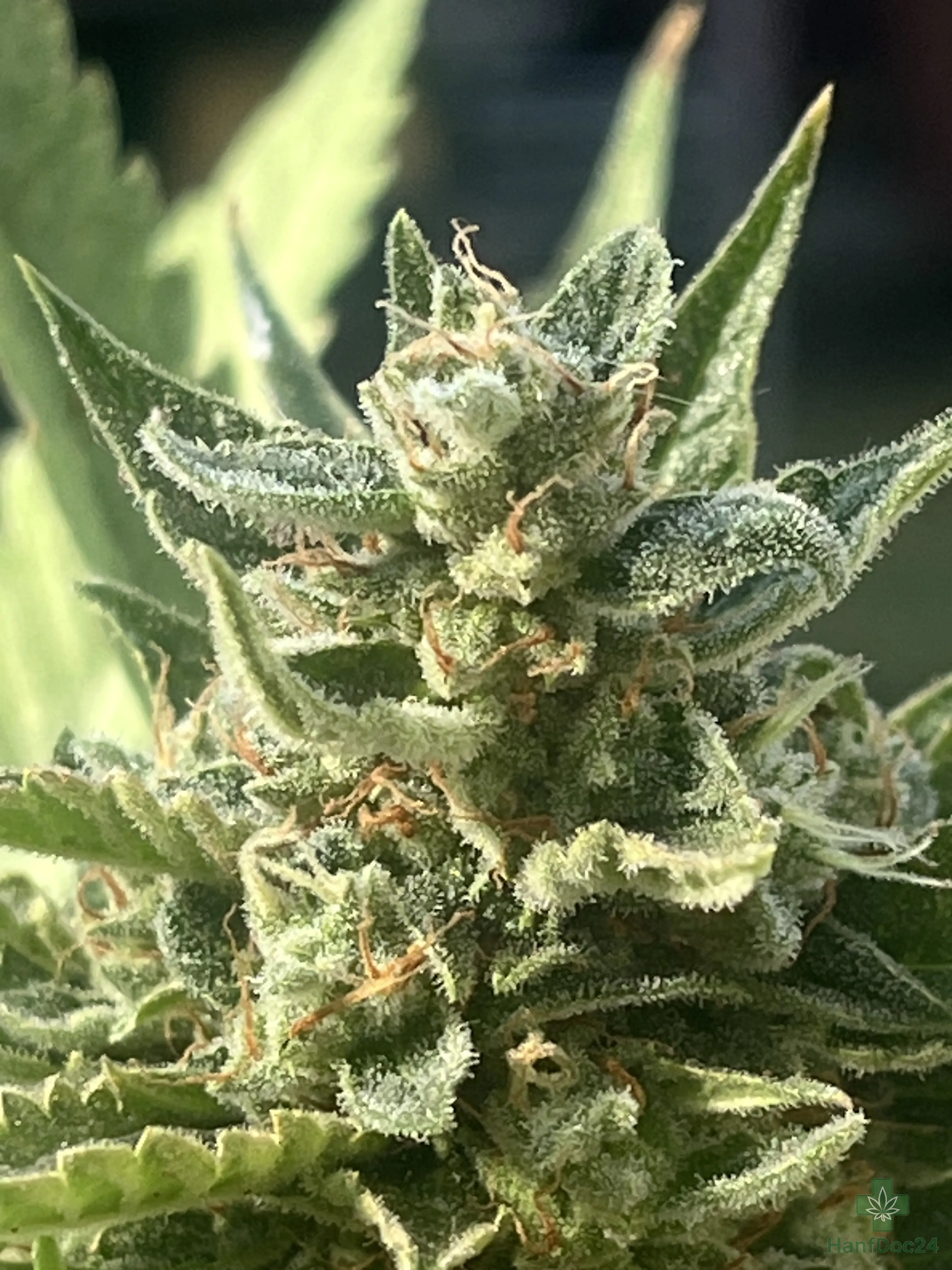 Nahaufnahme einer reifenden Outdoor-Automatic-Cannabisblüte am 14.07.2026 mit starkem Harzbesatz, vielen orangebraunen Pistillen und einzelnen hellen Blütenfäden.