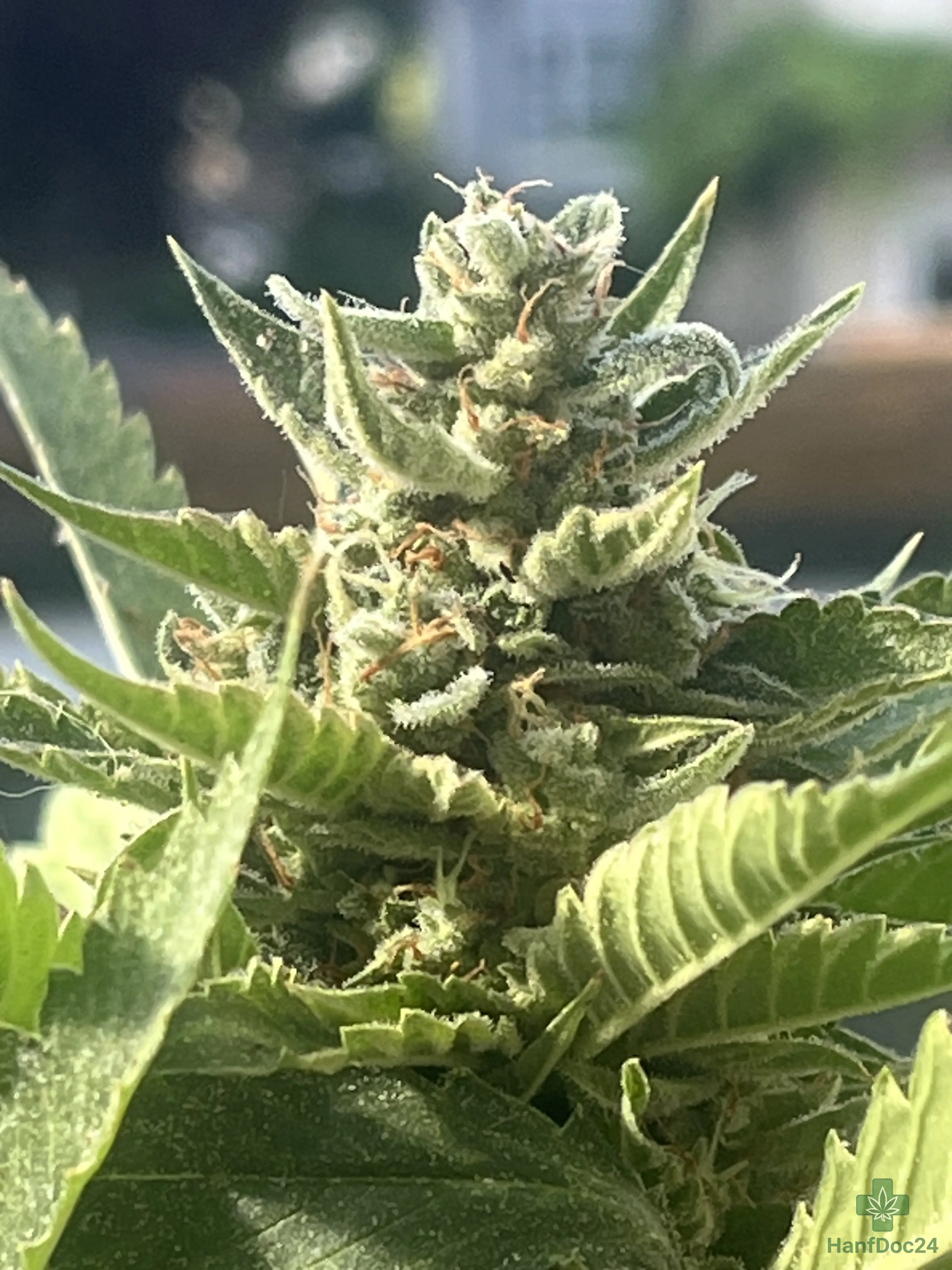 Größere Ansicht einer Outdoor-Automatic-Cannabisblüte am 14.07.2026 mit sichtbarer Bud-Struktur, starkem Harzbesatz und unterschiedlich weit verfärbten Pistillen.