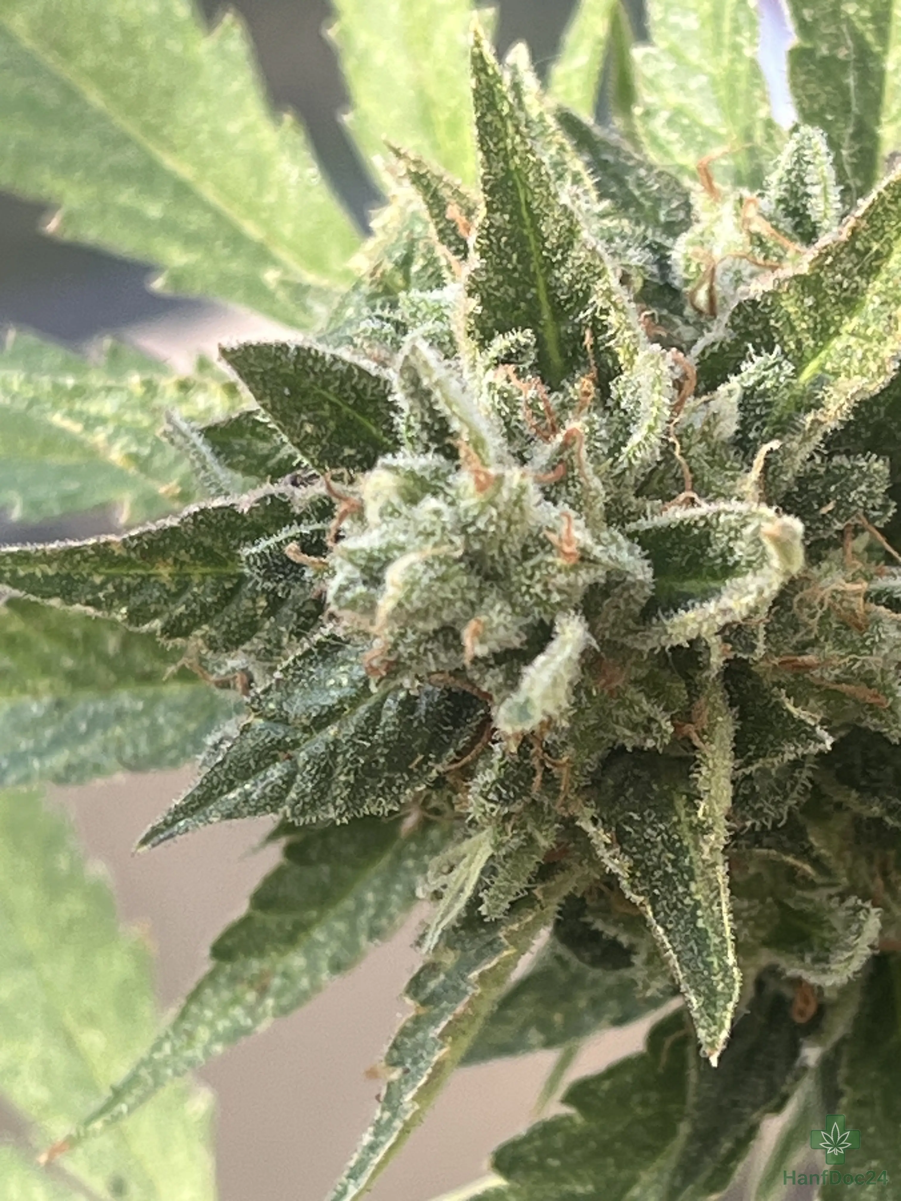 Reife Outdoor-Cannabisblüte am 21.07.2026 mit dichter Bud-Struktur, starkem Harzbesatz, braunen Pistillen und einzelnen frischen Blütenfäden.