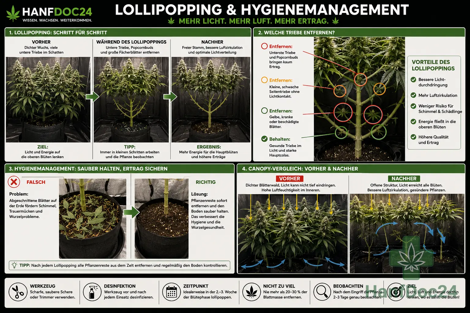 Hanfdoc24-Schautafel zum Lollipopping bei Cannabis mit Vorher-Während-Nachher-Vergleich, markierten Schnitttrieben, sauberem Pflanzenboden sowie verbesserter Licht- und Luftverteilung.