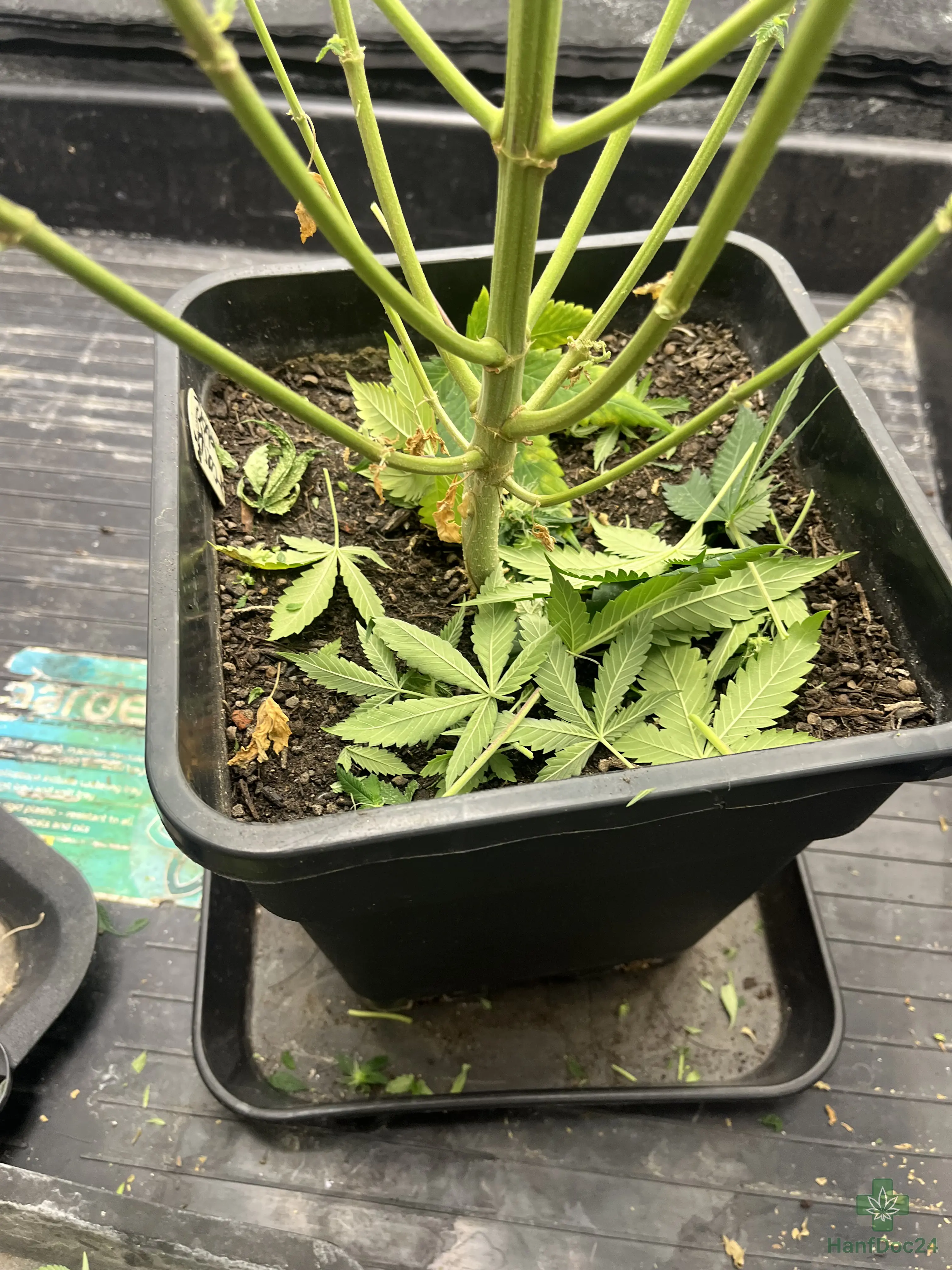 Frisch abgeschnittene Cannabisblätter liegen nach dem Lollipopping auf der Erde im Pflanztopf und verdecken Teile der Substratoberfläche.