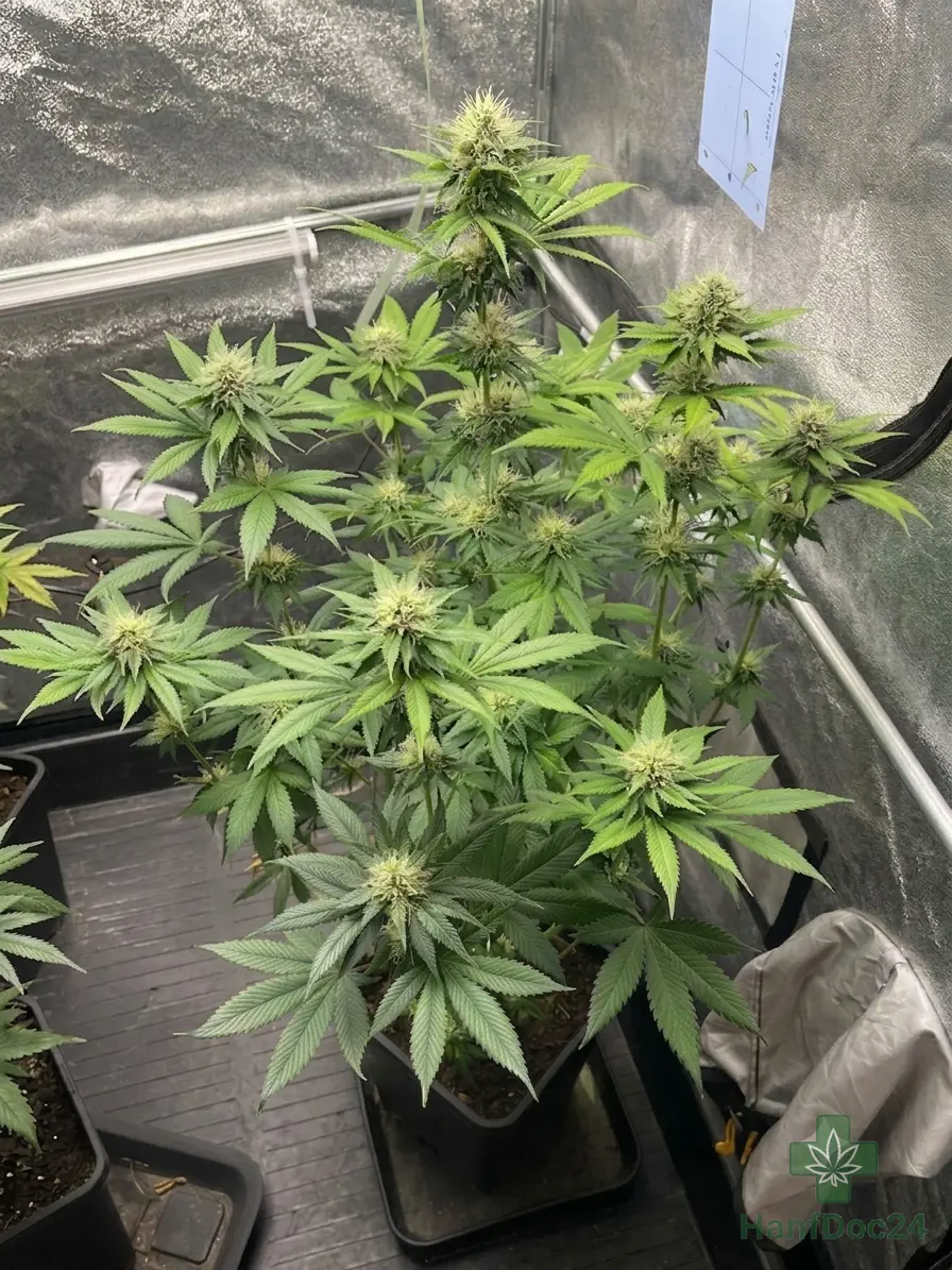 Blick von oben auf eine gelollipoppte Indoor-Cannabispflanze mit erhaltener Blütenkrone, gesunden Fächerblättern und zahlreichen beleuchteten Blütenständen.