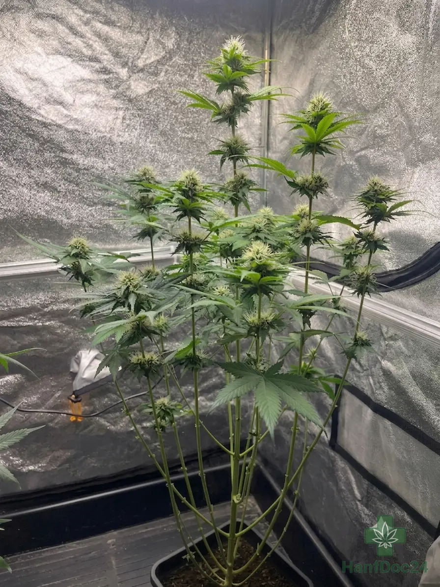 Seitenansicht einer Cannabispflanze nach dem Lollipopping mit sichtbaren Schnittstellen, freigestellten Hauptästen und Blütenständen in der oberen Pflanzenhälfte.