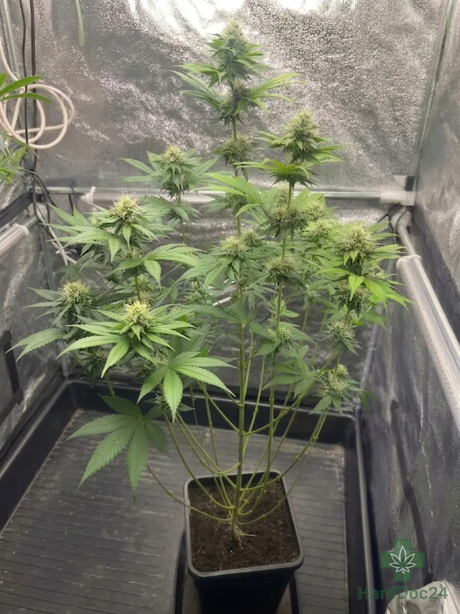 Indoor-Cannabispflanze nach dem Lollipopping mit freigestelltem unteren Pflanzenbereich, langen Haupttrieben und mehreren gut beleuchteten Blütenständen.