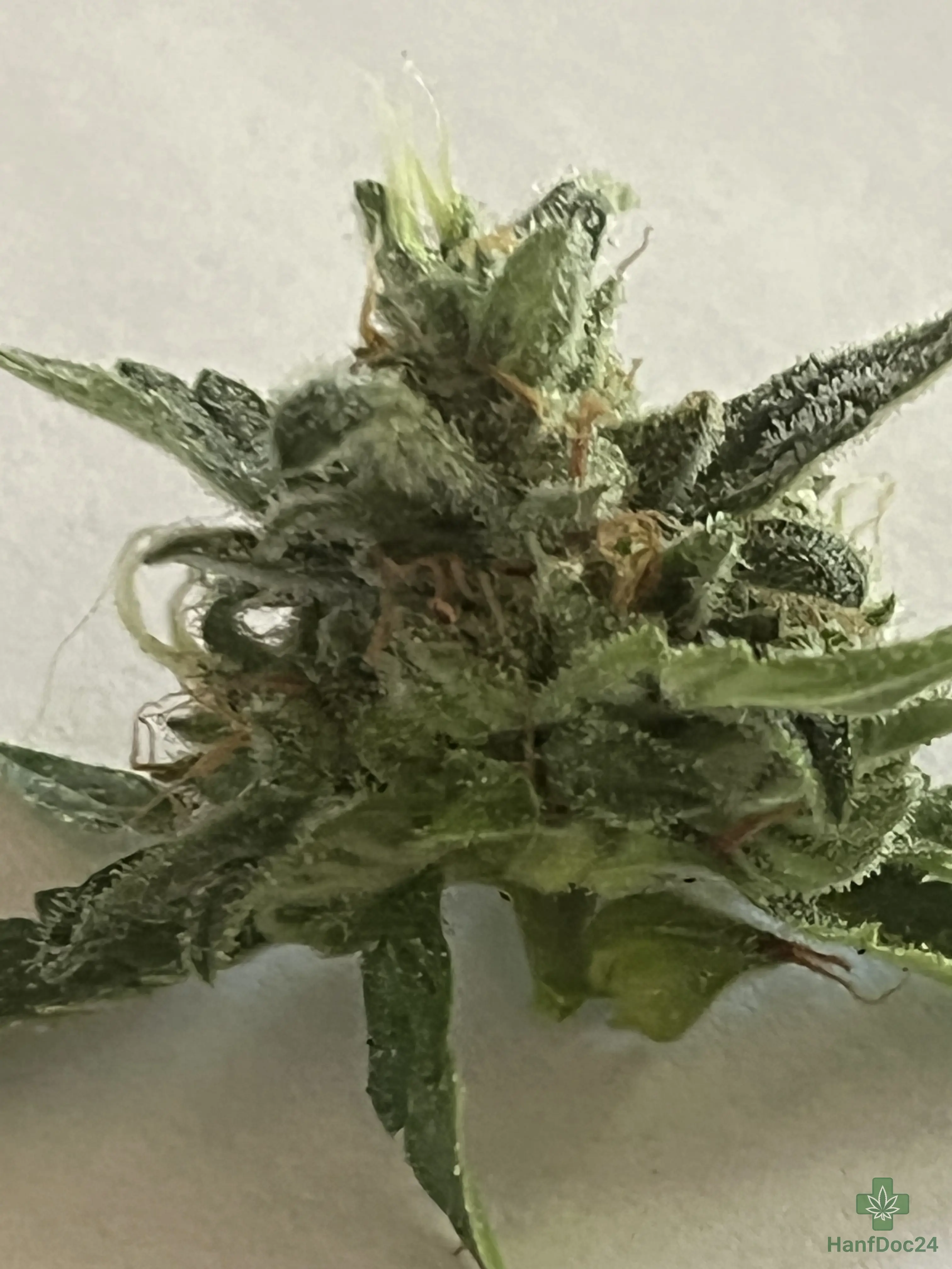 Nahaufnahme einer weit gereiften Outdoor-Automatic-Cannabisblüte am 24.07.2026 mit starkem Harzbesatz, vielen orangebraunen Pistillen und einzelnen frischen hellen Blütenfäden.