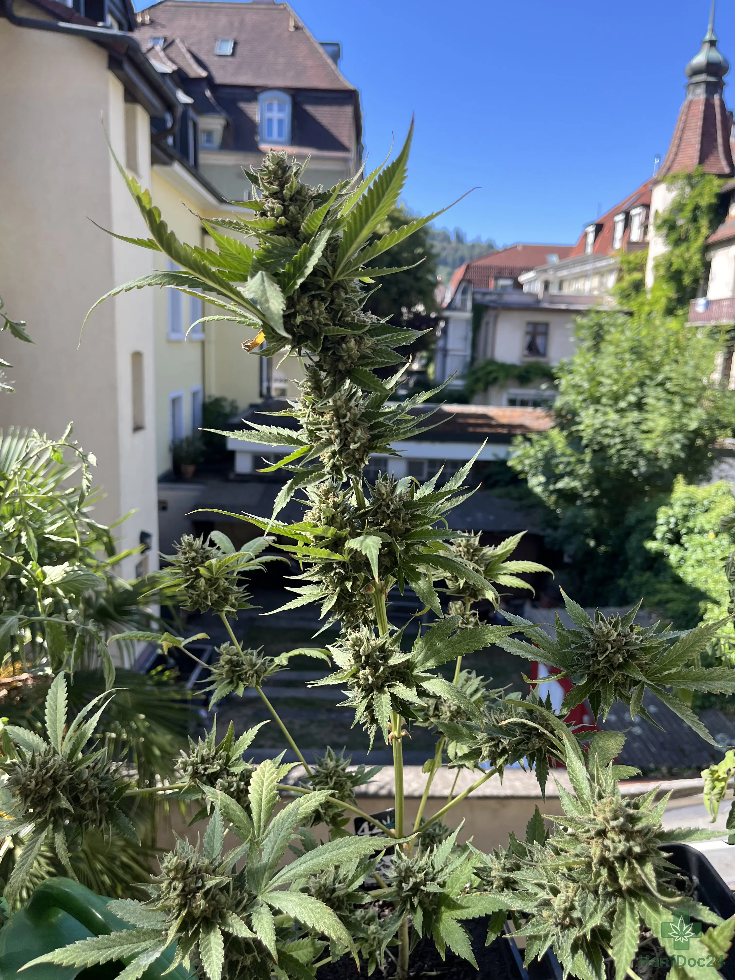 Gesamtansicht einer blühenden Outdoor-Automatic-Cannabispflanze am 24.07.2026 mit großer Hauptblüte, zahlreichen Seitentrieben und weit entwickelten harzigen Buds.
