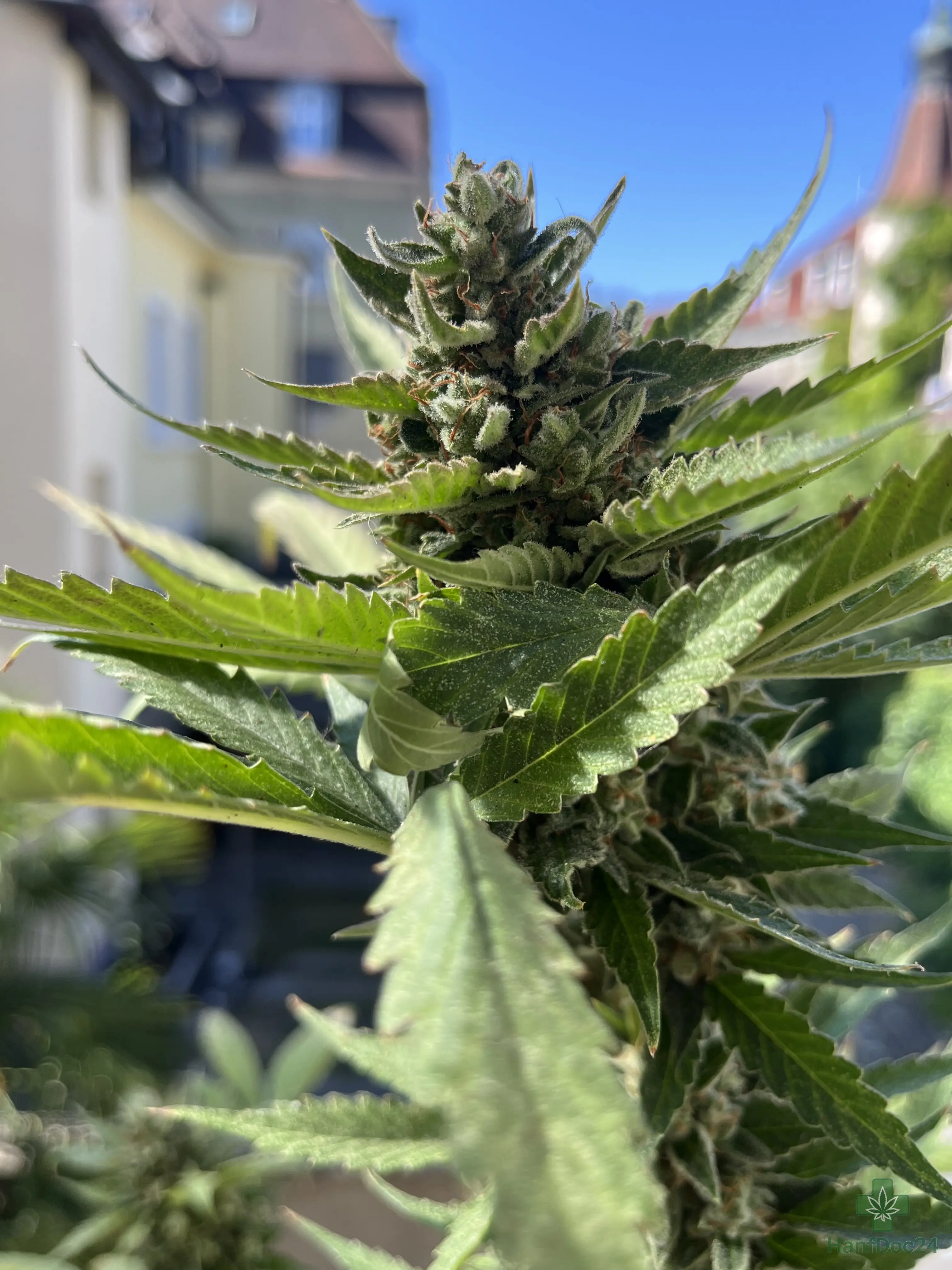 Harzige Outdoor-Automatic-Cannabisblüte im Sonnenlicht mit sichtbaren Trichomen, orangefarbenen Blütenfäden und weit entwickelten Blütenkelchen kurz vor der Ernte.
