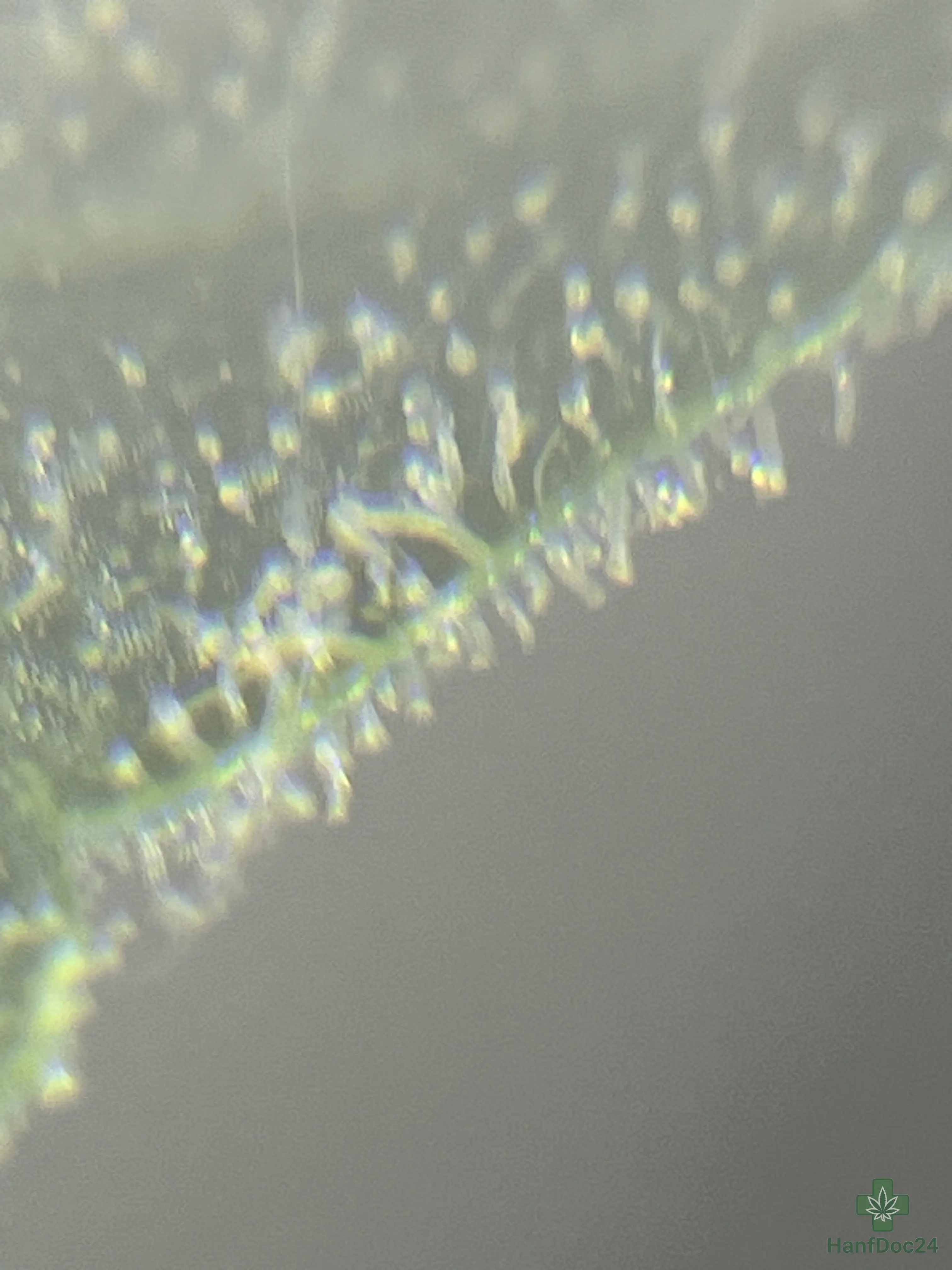 Unscharfe Lupenaufnahme der Trichome einer Outdoor-Automatic-Cannabisblüte am 24.07.2026, bei der der genaue Anteil klarer, milchiger und bernsteinfarbener Harzdrüsen noch nicht sicher bestimmbar ist.