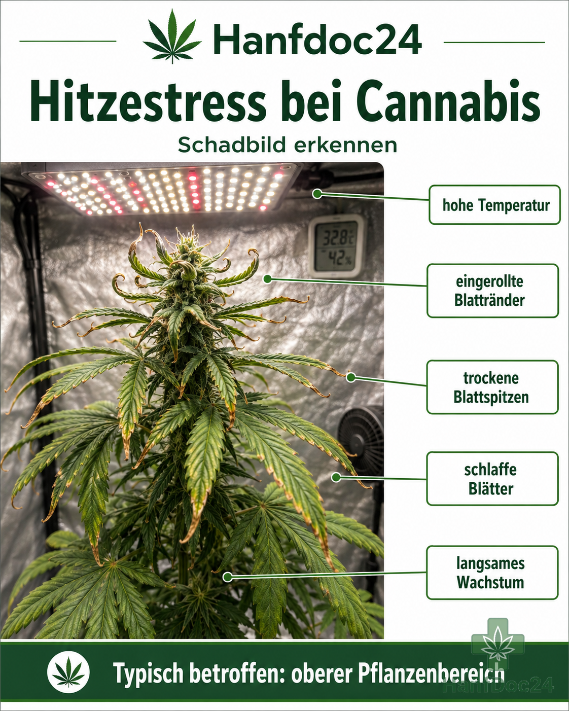 Cannabispflanze mit eingerollten Blatträndern, trockenen Blattspitzen und schlaffen oberen Blättern durch Hitzestress