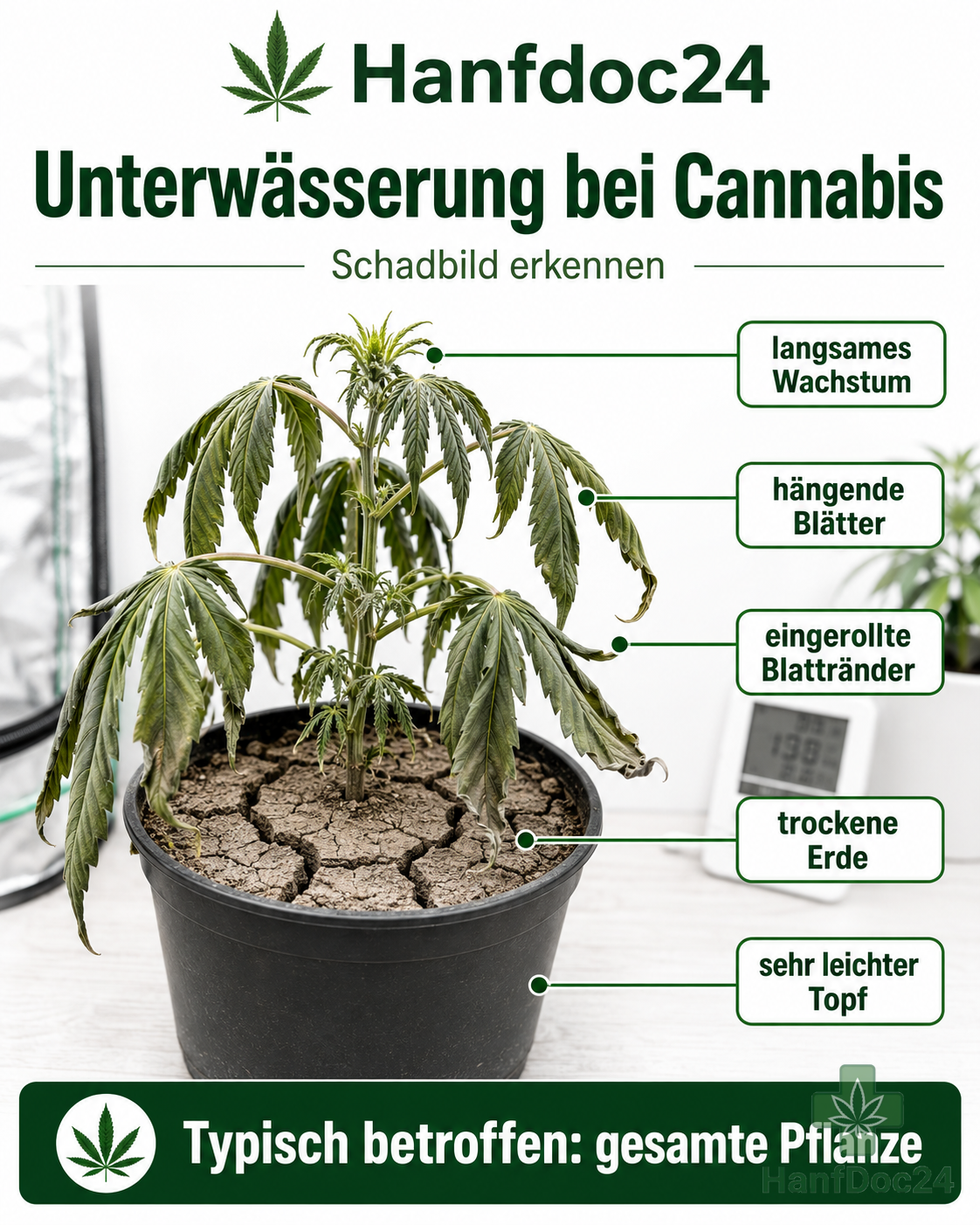 Cannabispflanze mit hängenden schlaffen Blättern, trockener Erde und sehr leichtem Topf durch Unterwässerung