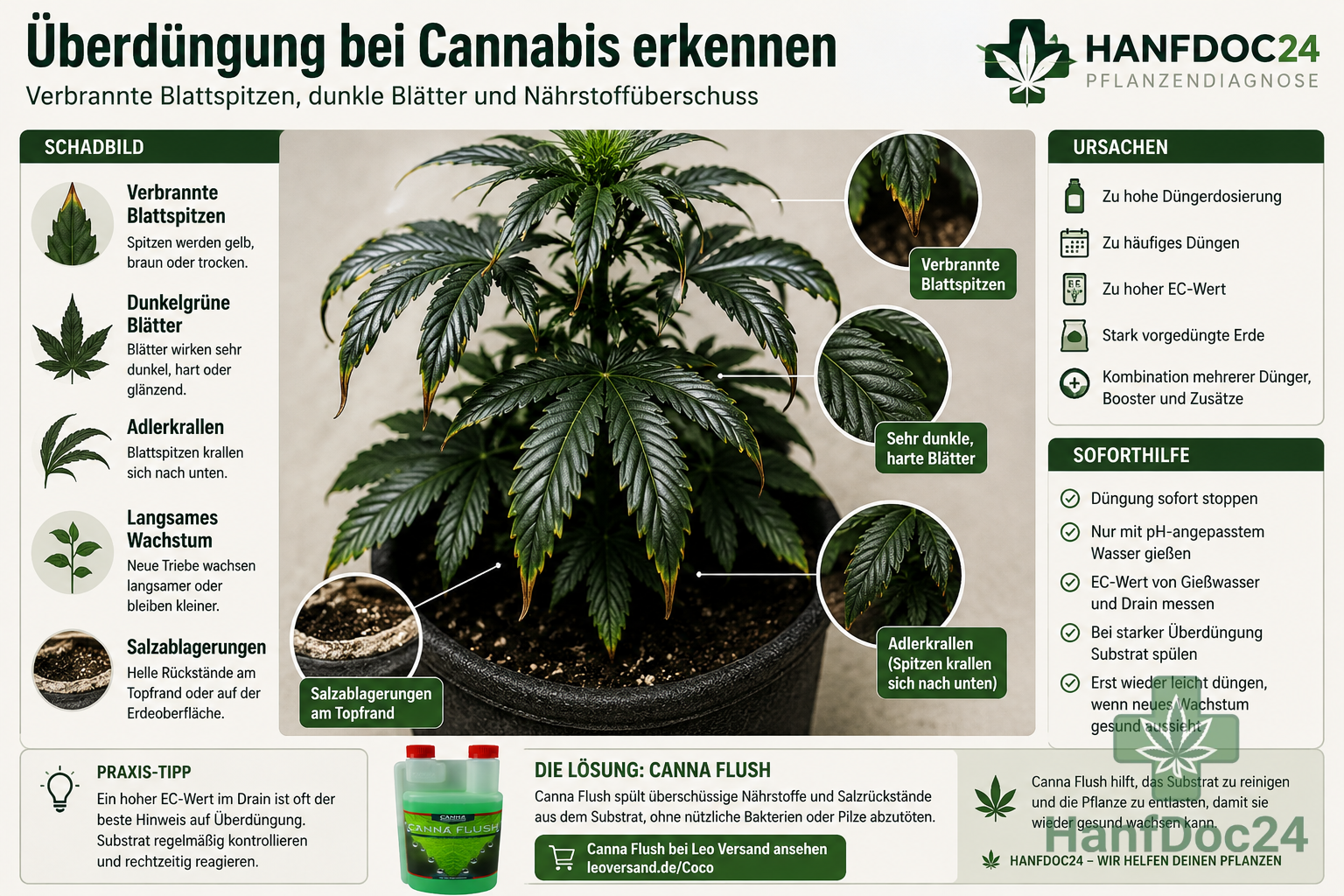 Cannabispflanze mit verbrannten Blattspitzen, dunkelgrünen Blättern und Adlerkrallen durch Überdüngung