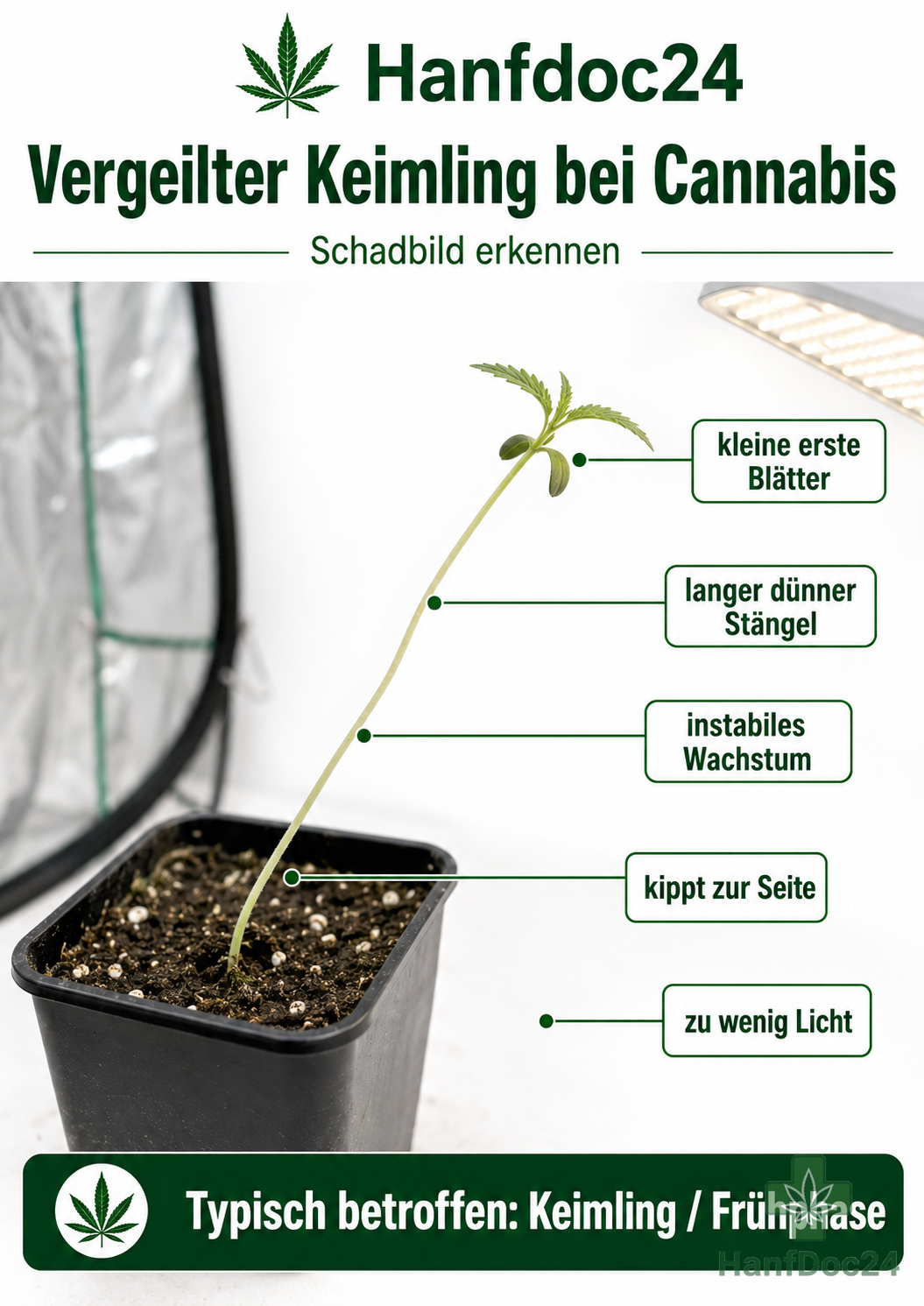 Vergeilter Cannabis-Keimling mit langem dünnem Stängel, kleinen Blättern und instabilem Wachstum durch zu wenig Licht
