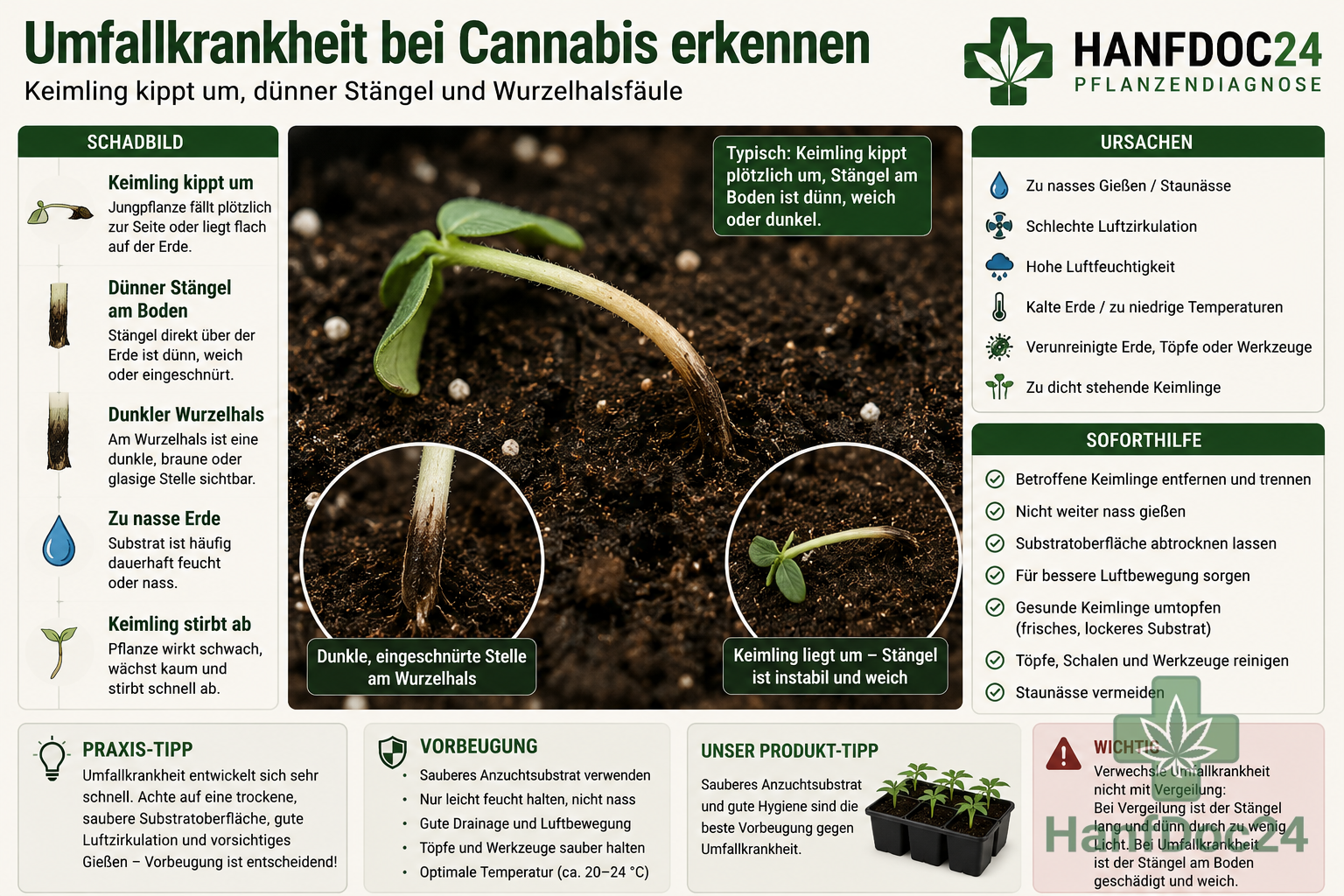 Cannabis-Keimling mit umgekipptem Stängel, dunklem Wurzelhals und zu feuchter Erde durch Umfallkrankheit